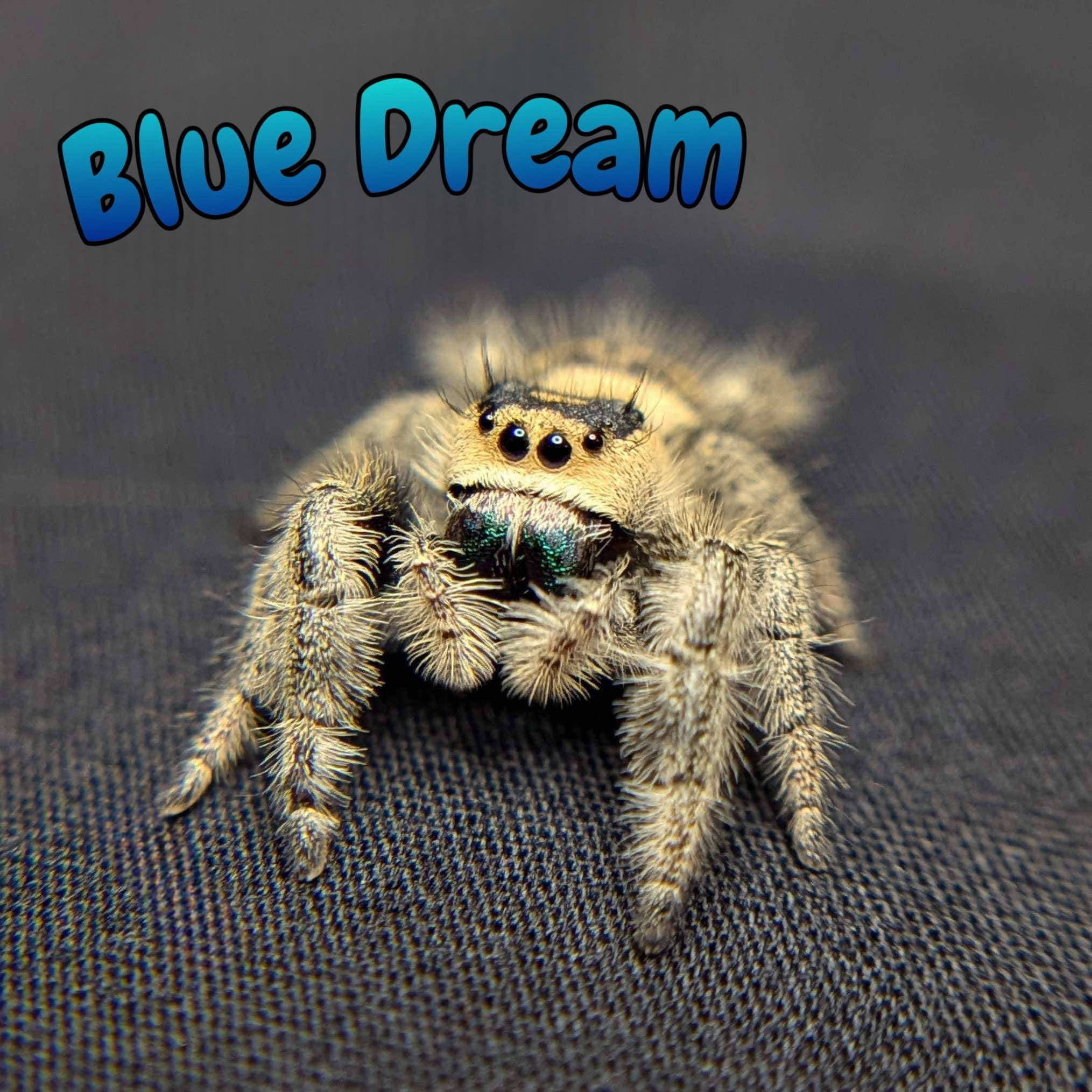 Regal Jumping Spider “Blue Dream”