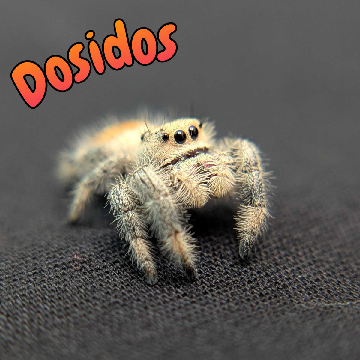 Regal Jumping Spider “Dosidos”