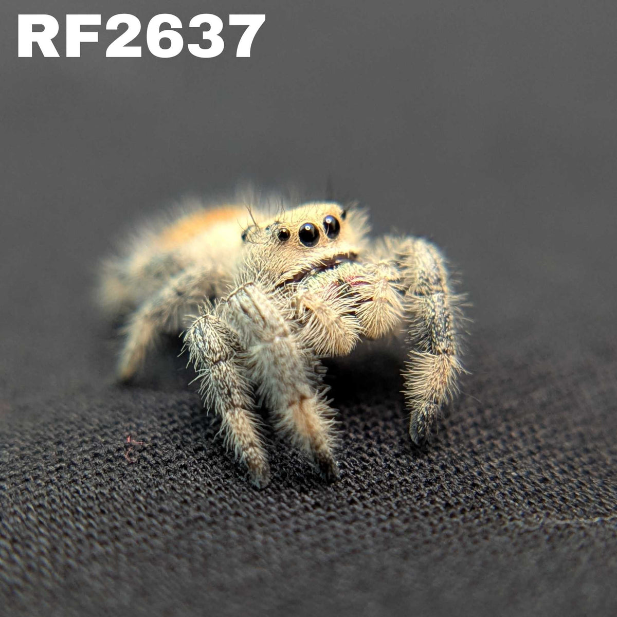 Regal Jumping Spider “Dosidos”