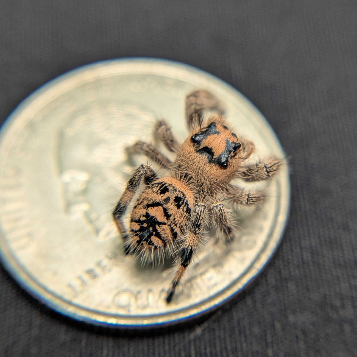 Regal Jumping Spider "Pink"