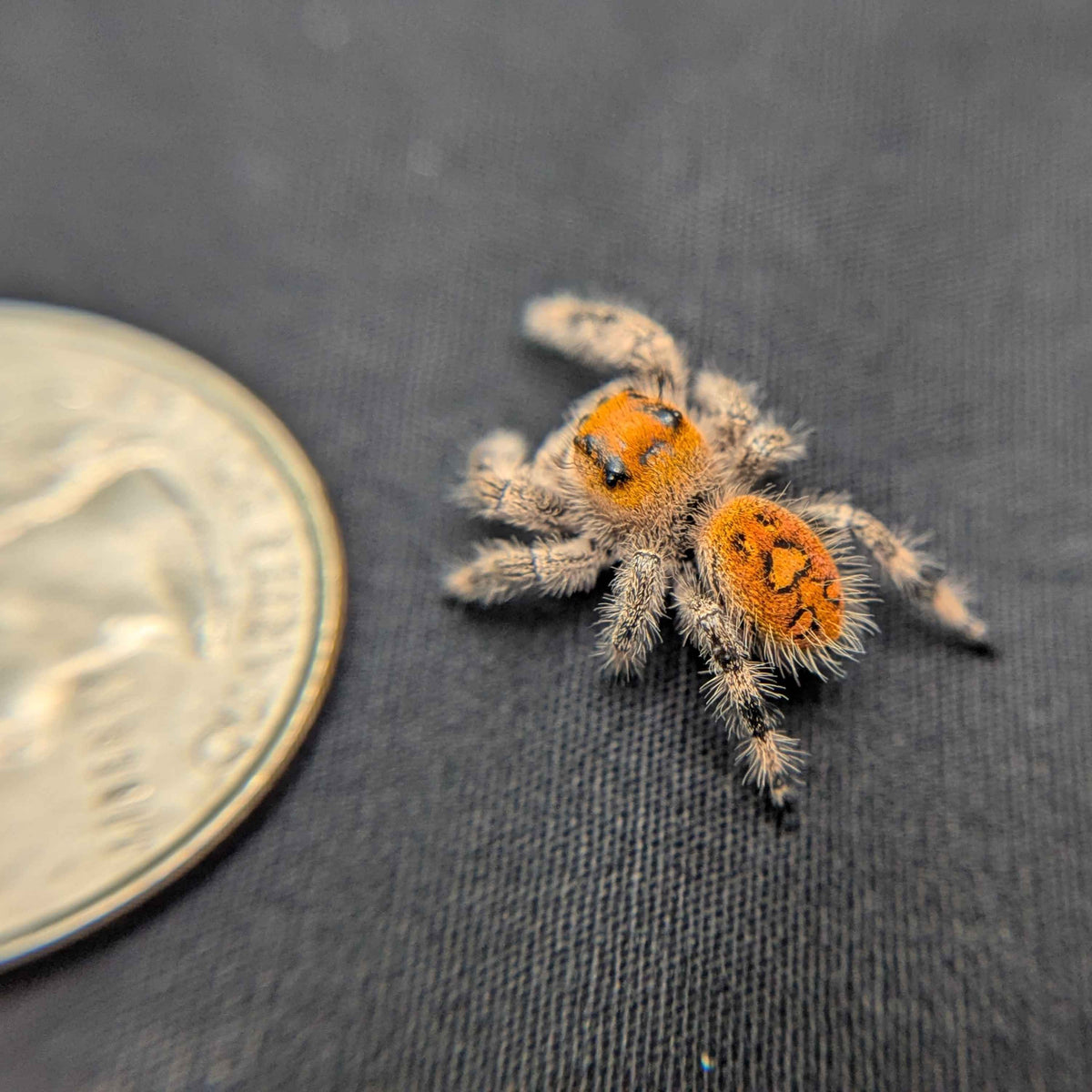 Regal Jumping Spider "Stardust"