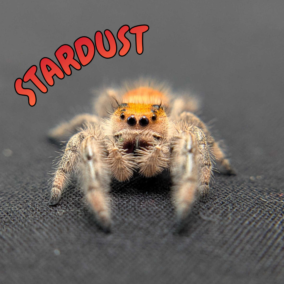 Regal Jumping Spider "Stardust"
