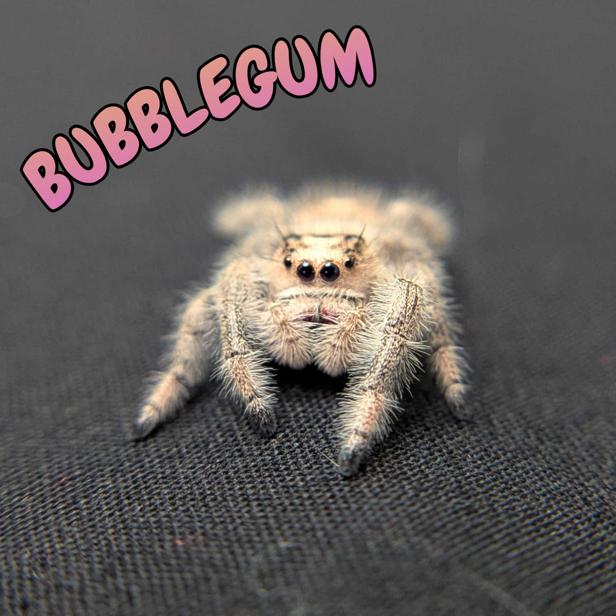 Regal Jumping Spider "Bubblegum"