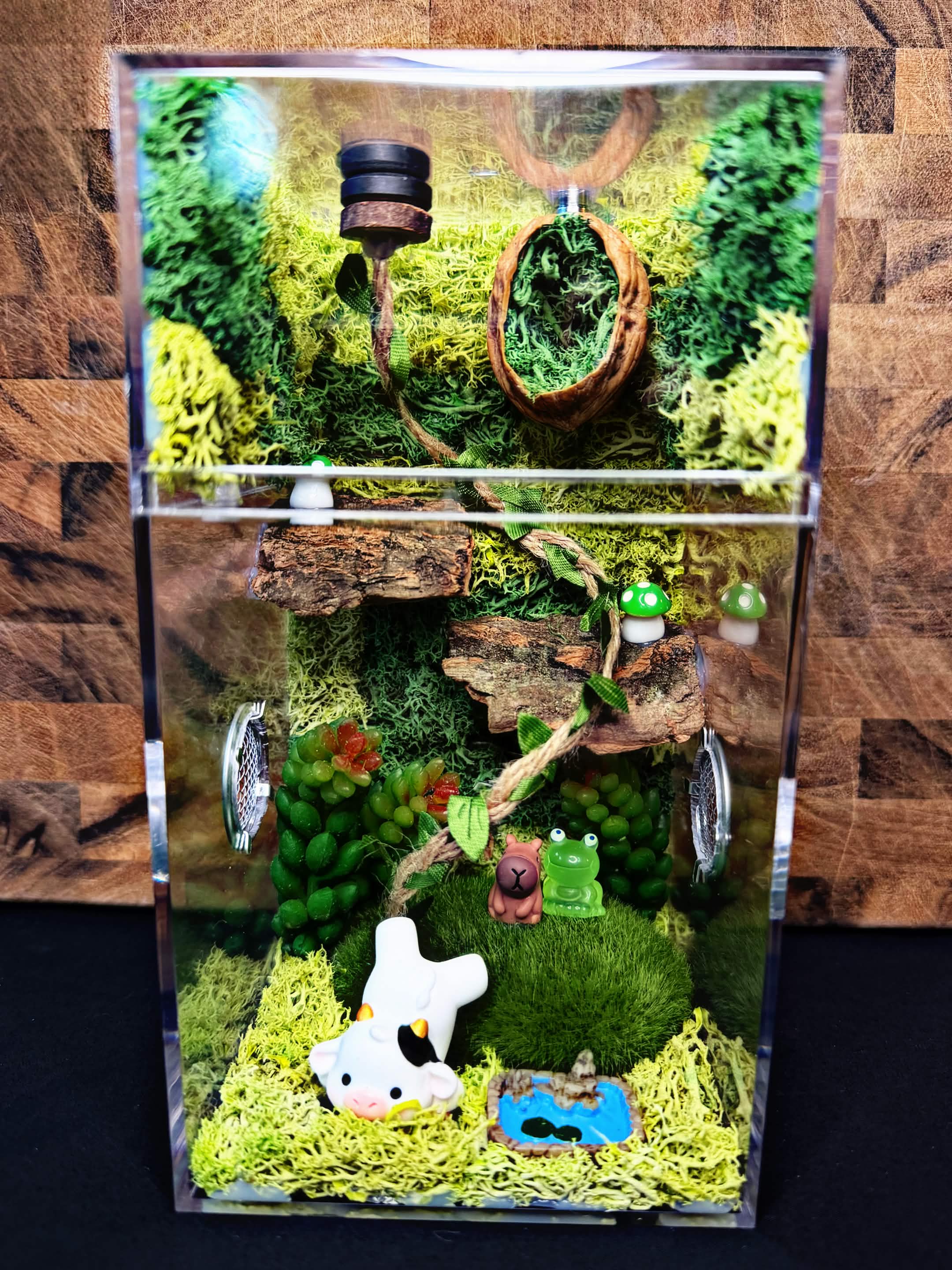 Custom Jumping Spider Enclosure