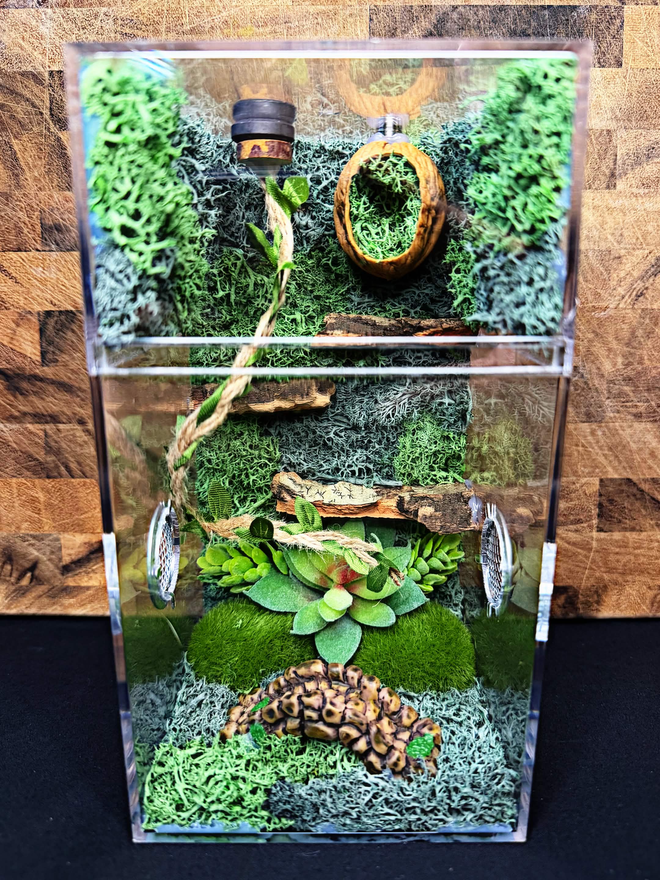 Custom Jumping Spider Enclosure