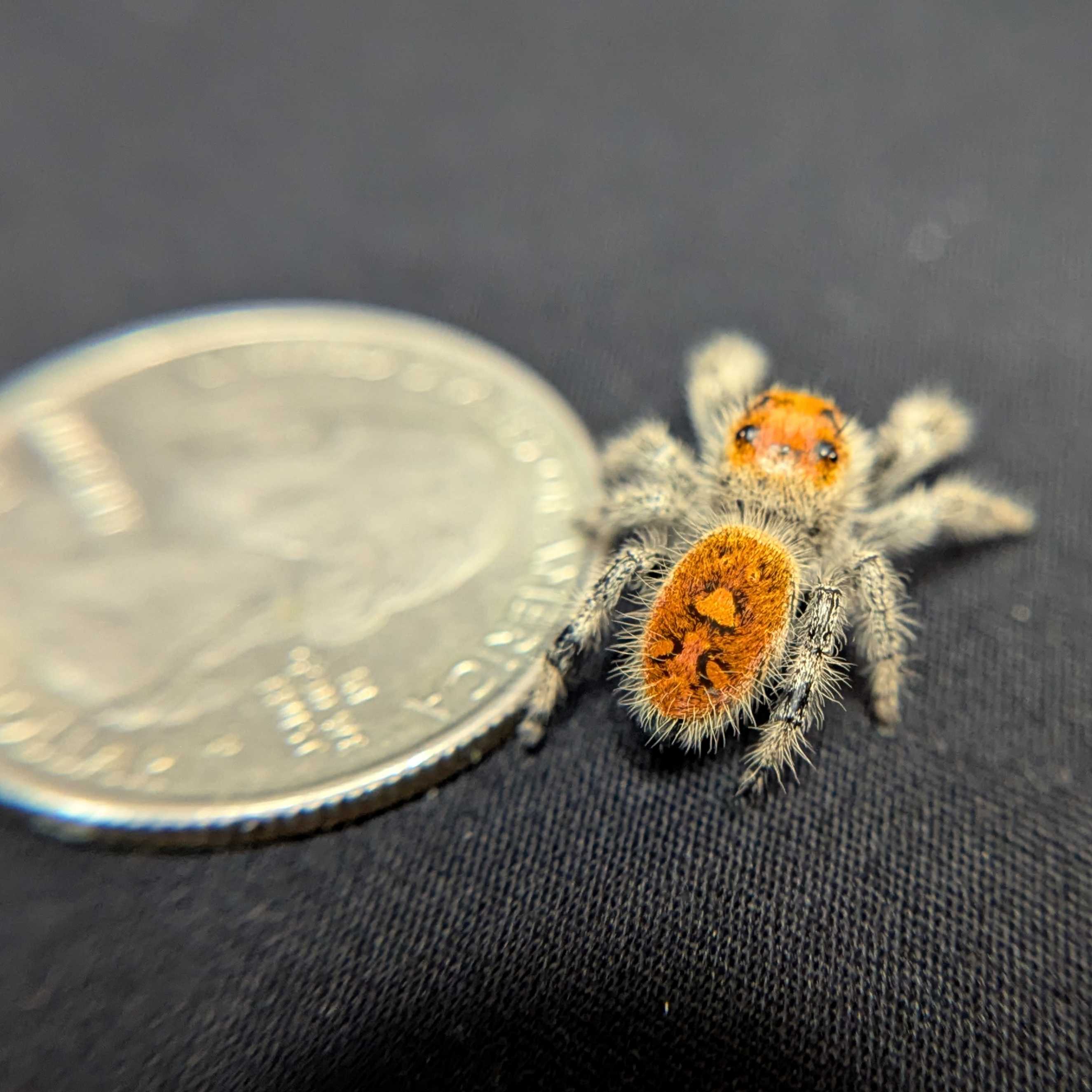 ~Auction~ Regal Jumping Spider "Tigerlily”
