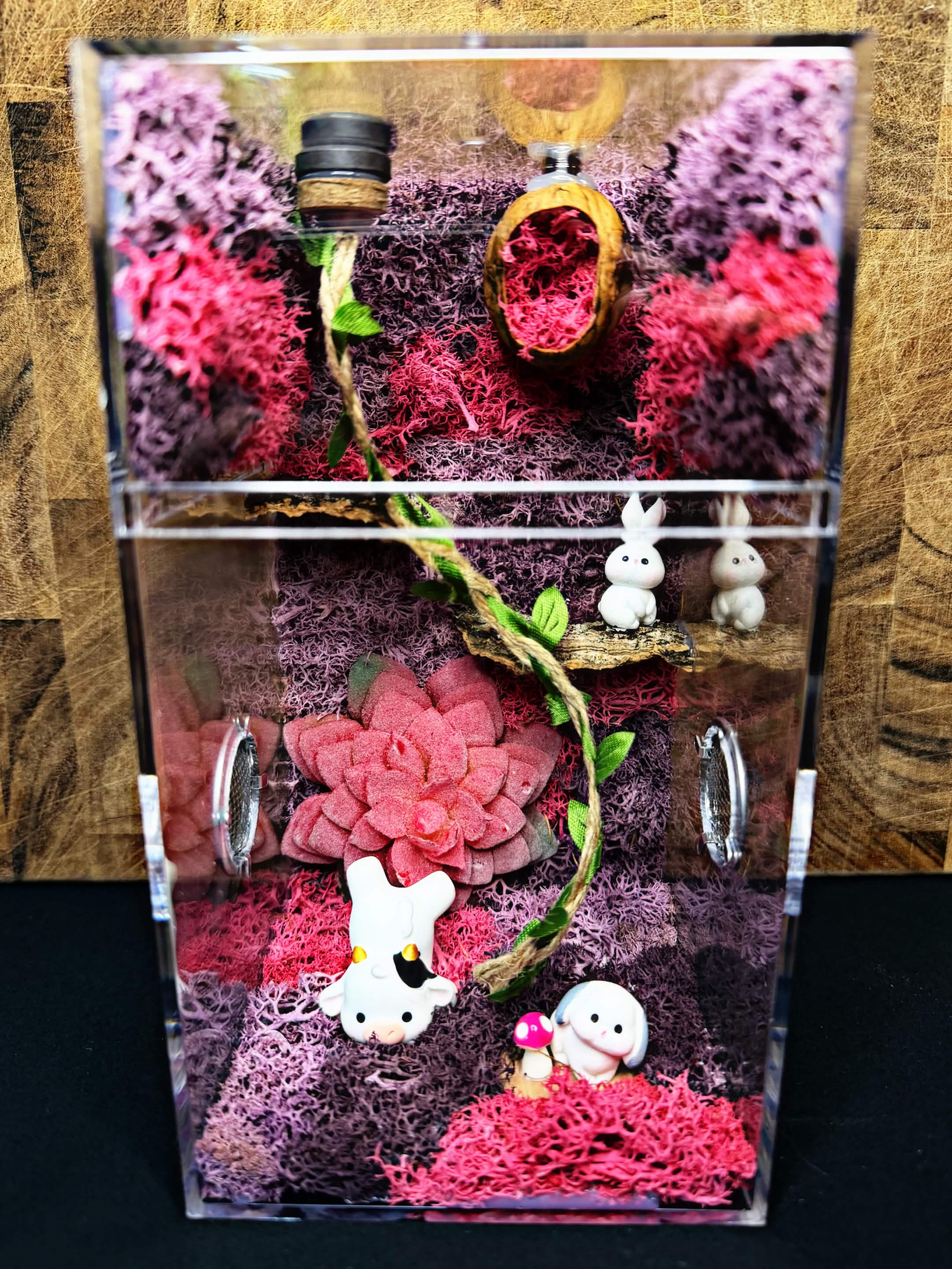 Custom Jumping Spider Enclosure