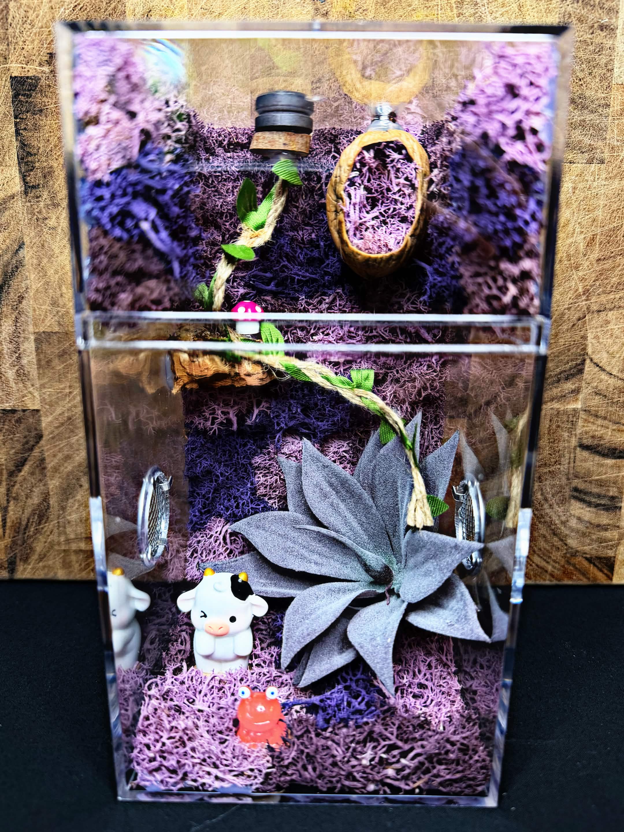 Custom Jumping Spider Enclosure