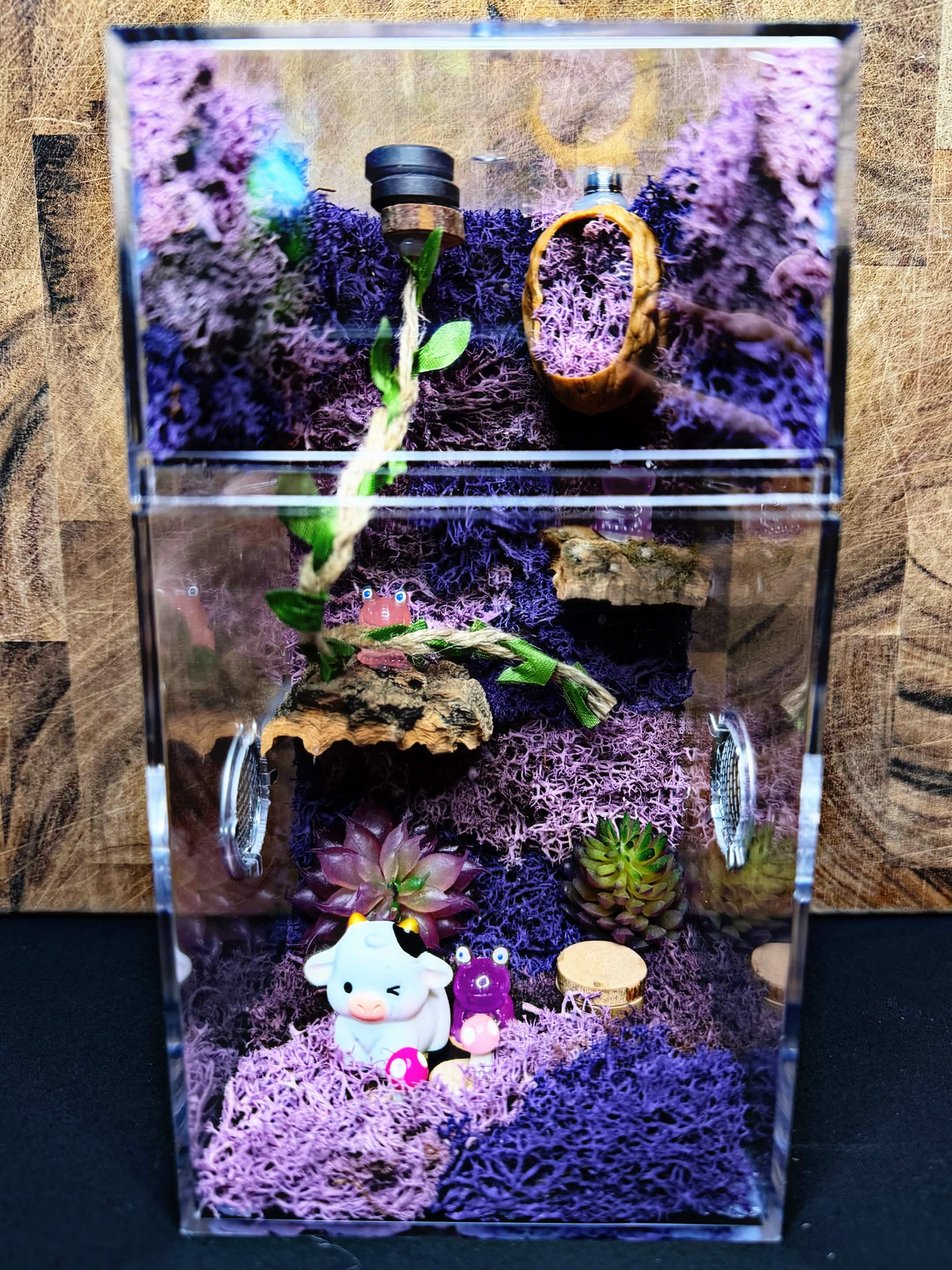Custom Jumping Spider Enclosure