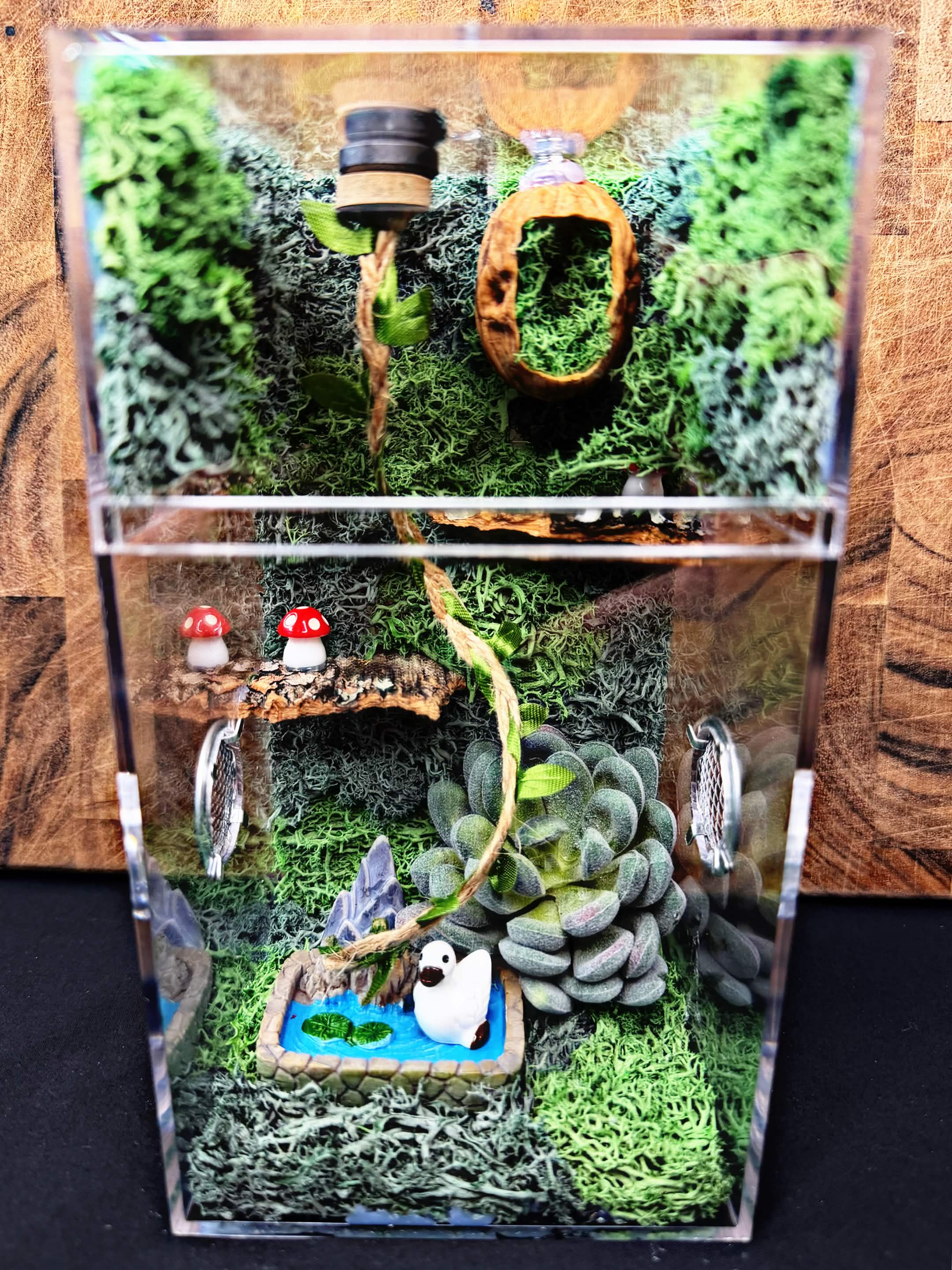 Custom Jumping Spider Enclosure