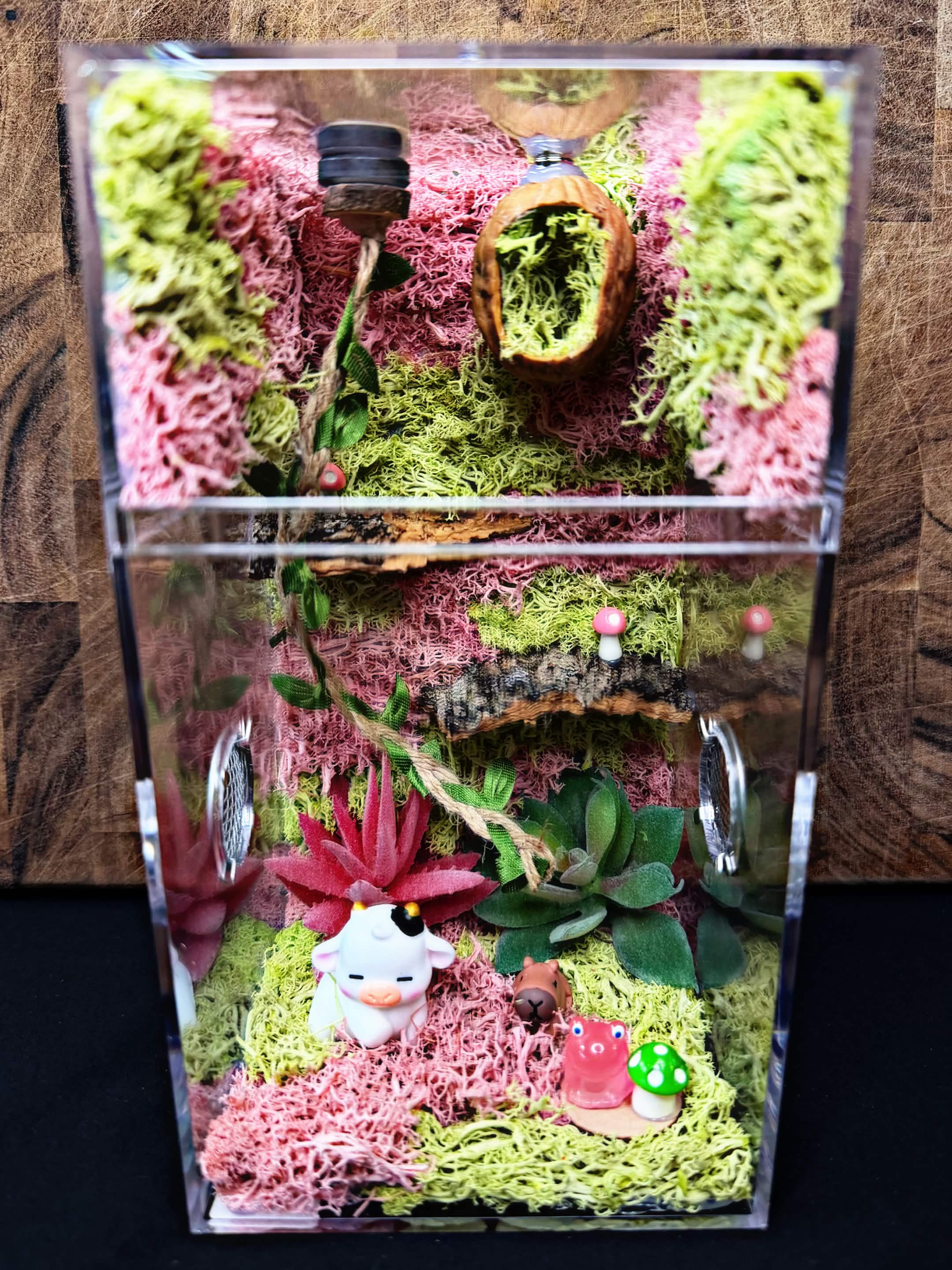 Custom Jumping Spider Enclosure