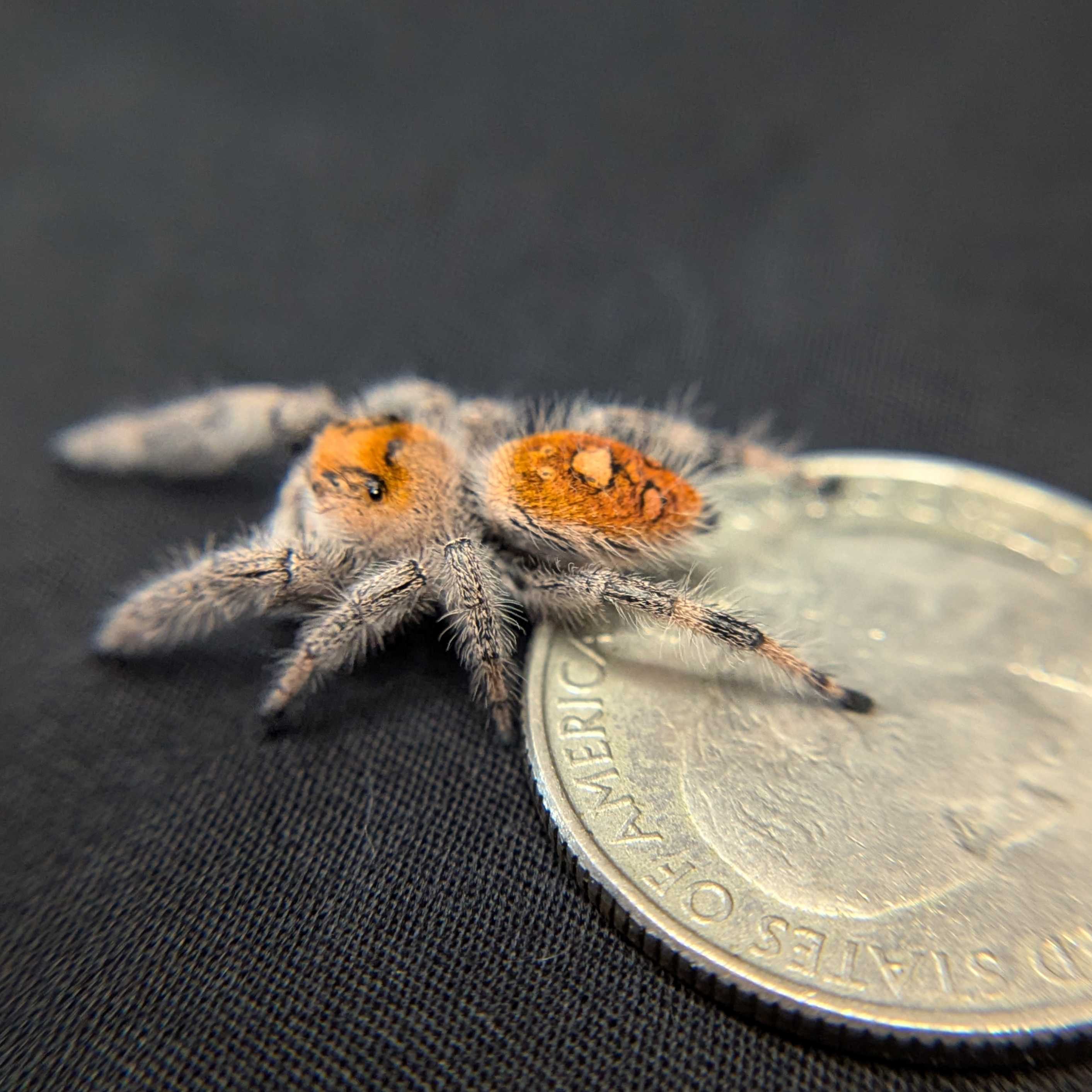 Regal Jumping Spider "Lily"