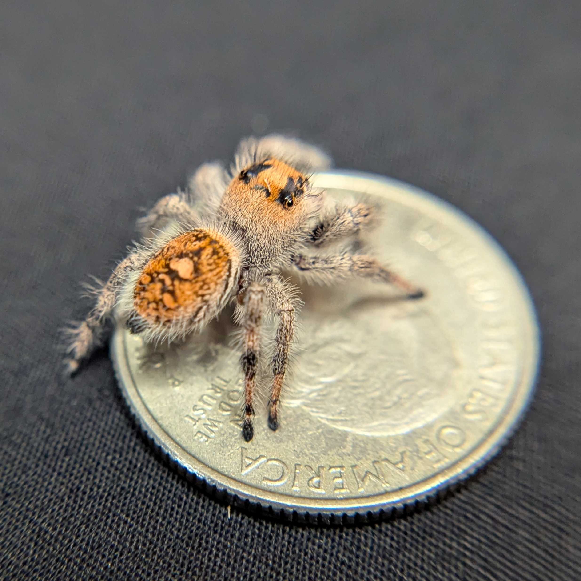Regal Jumping Spider "Cello"