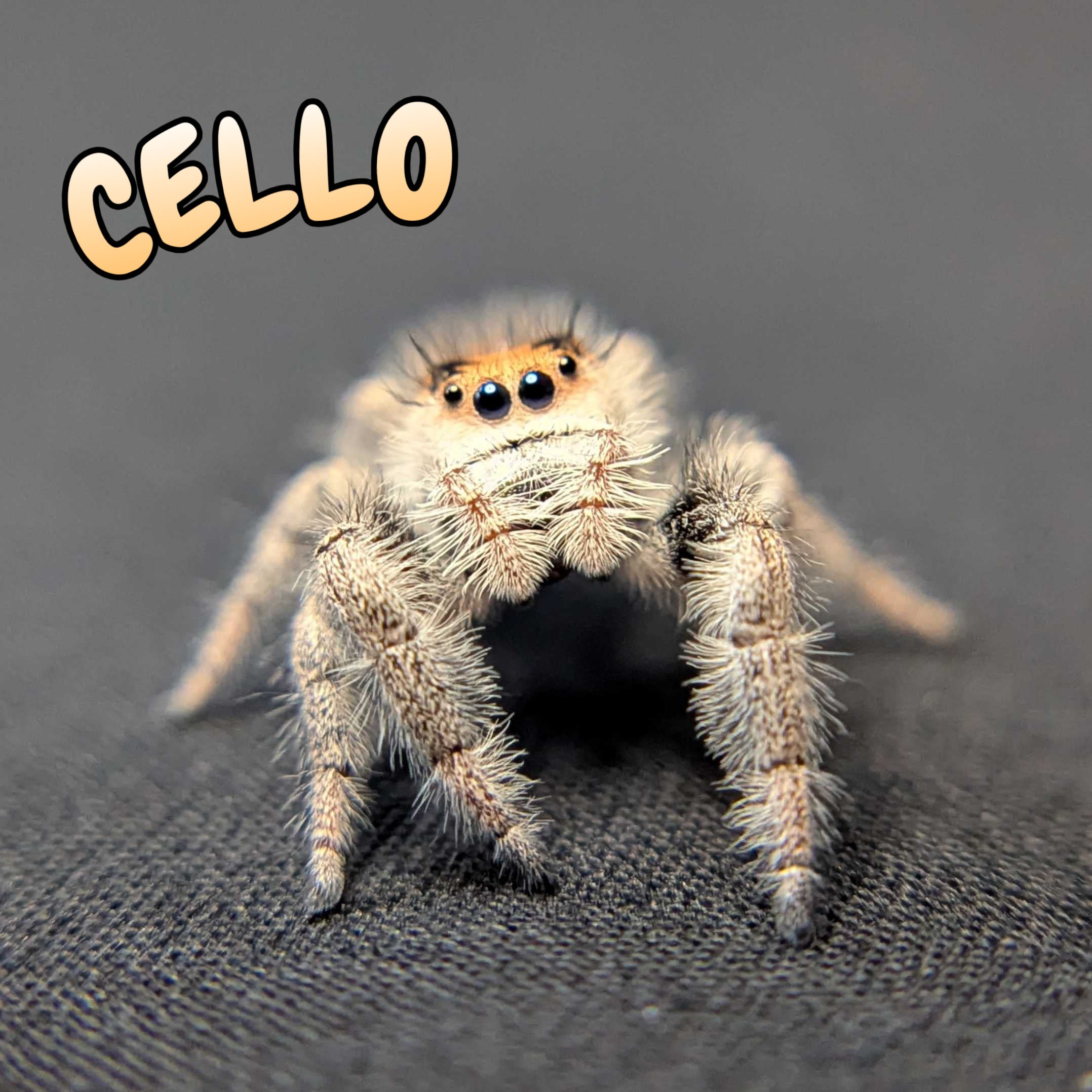 Regal Jumping Spider "Cello"