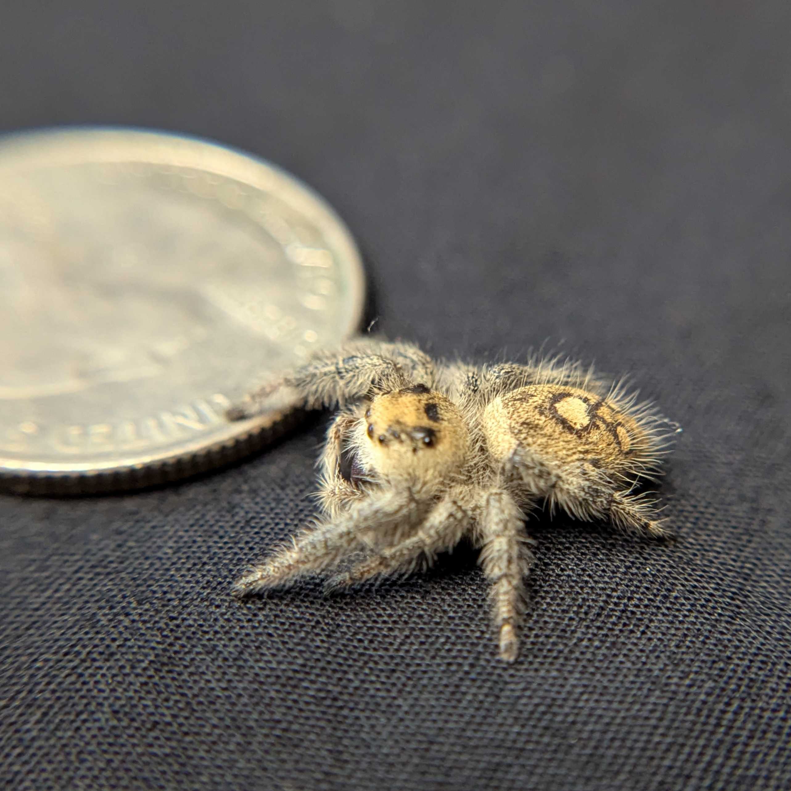 Regal Jumping Spider "Goose"