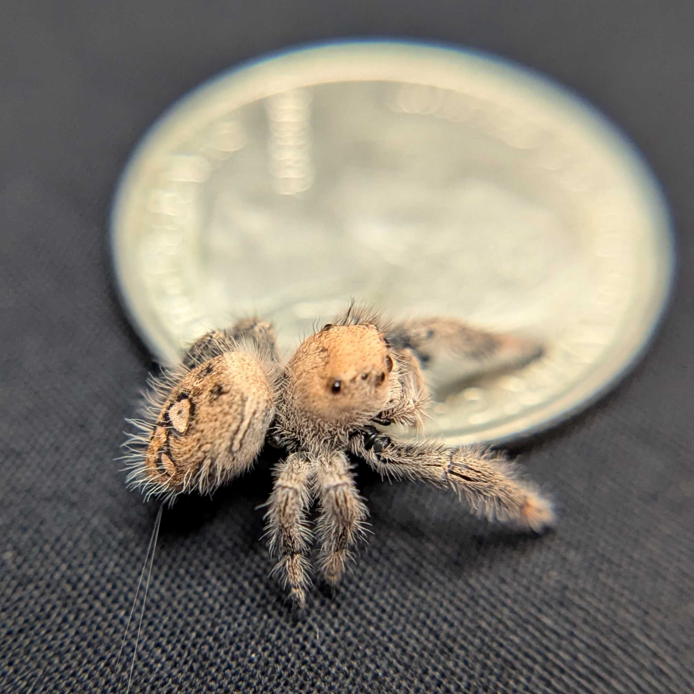 Regal Jumping Spider "Pasta"