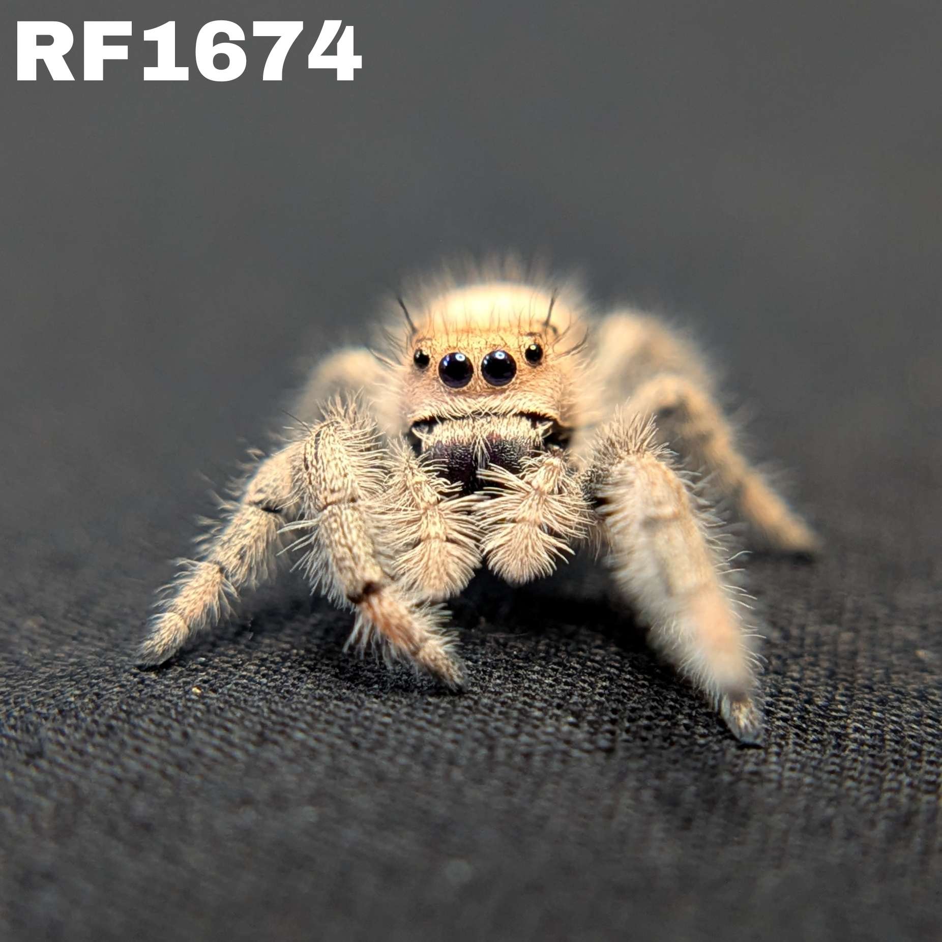 Regal Jumping Spider "Pasta"