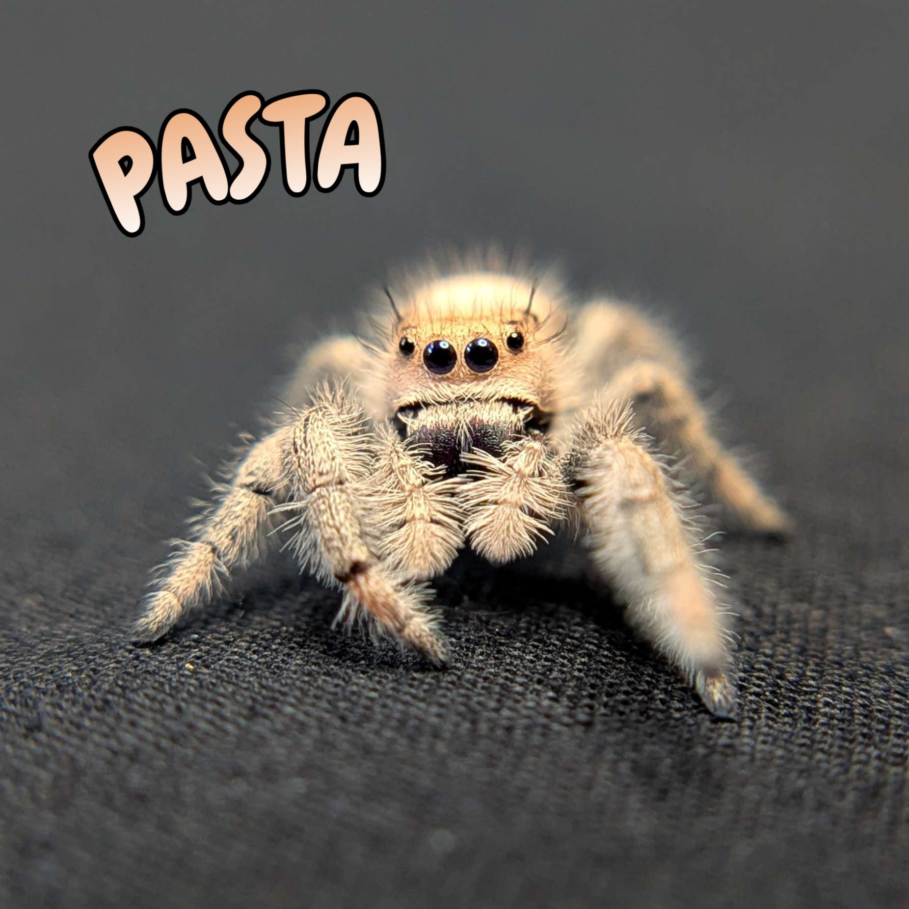 Regal Jumping Spider "Pasta"