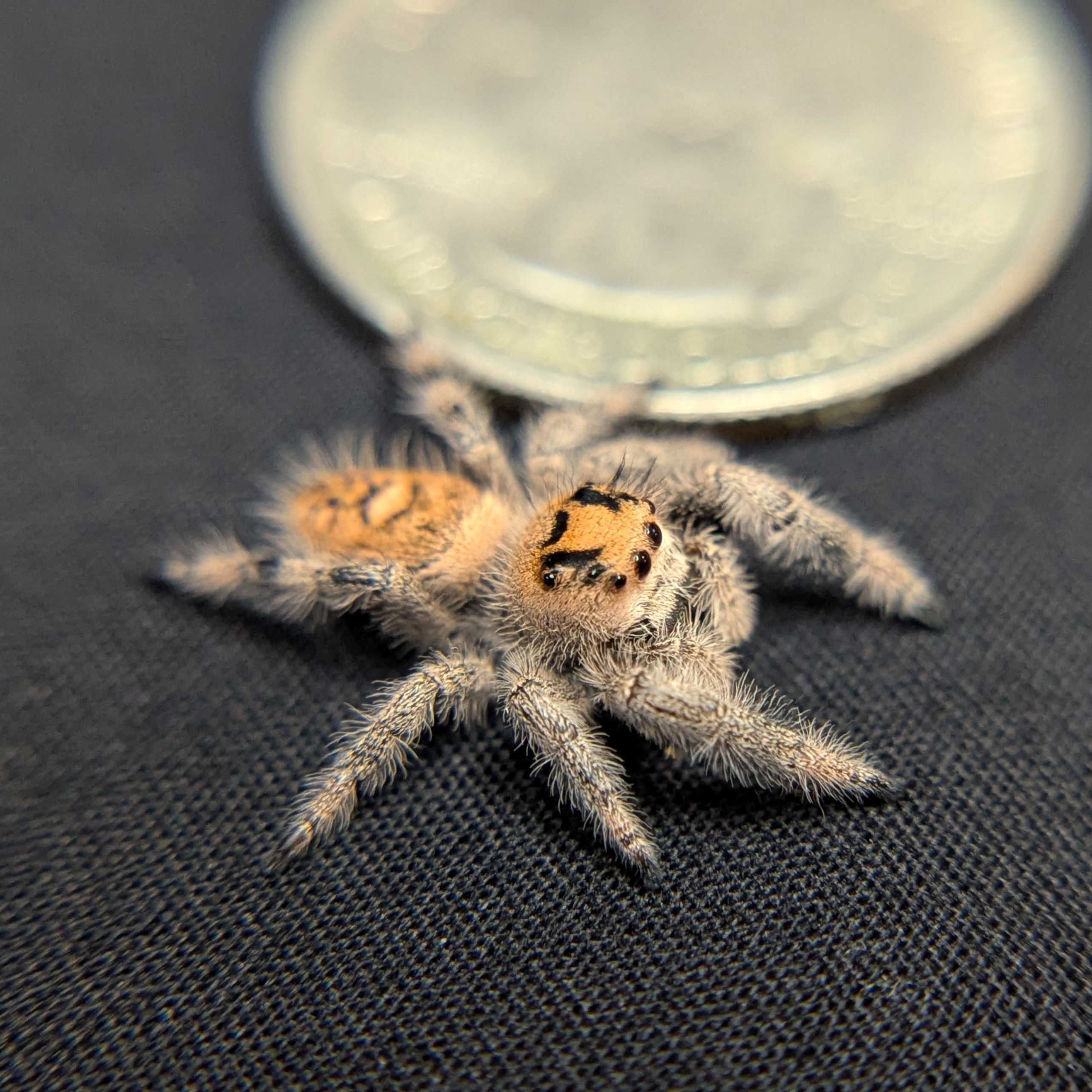 Regal Jumping Spider "Cookie"