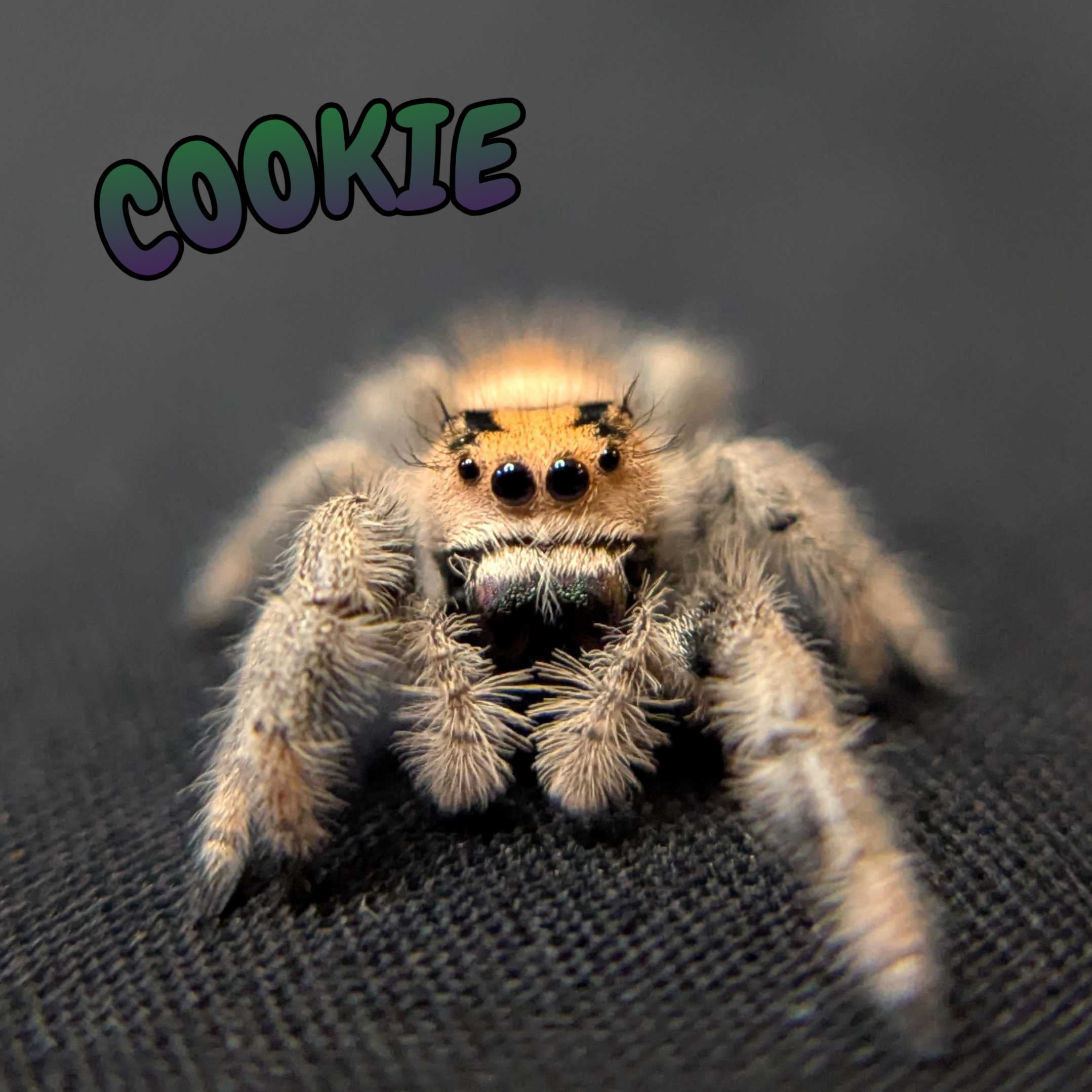 Regal Jumping Spider "Cookie"