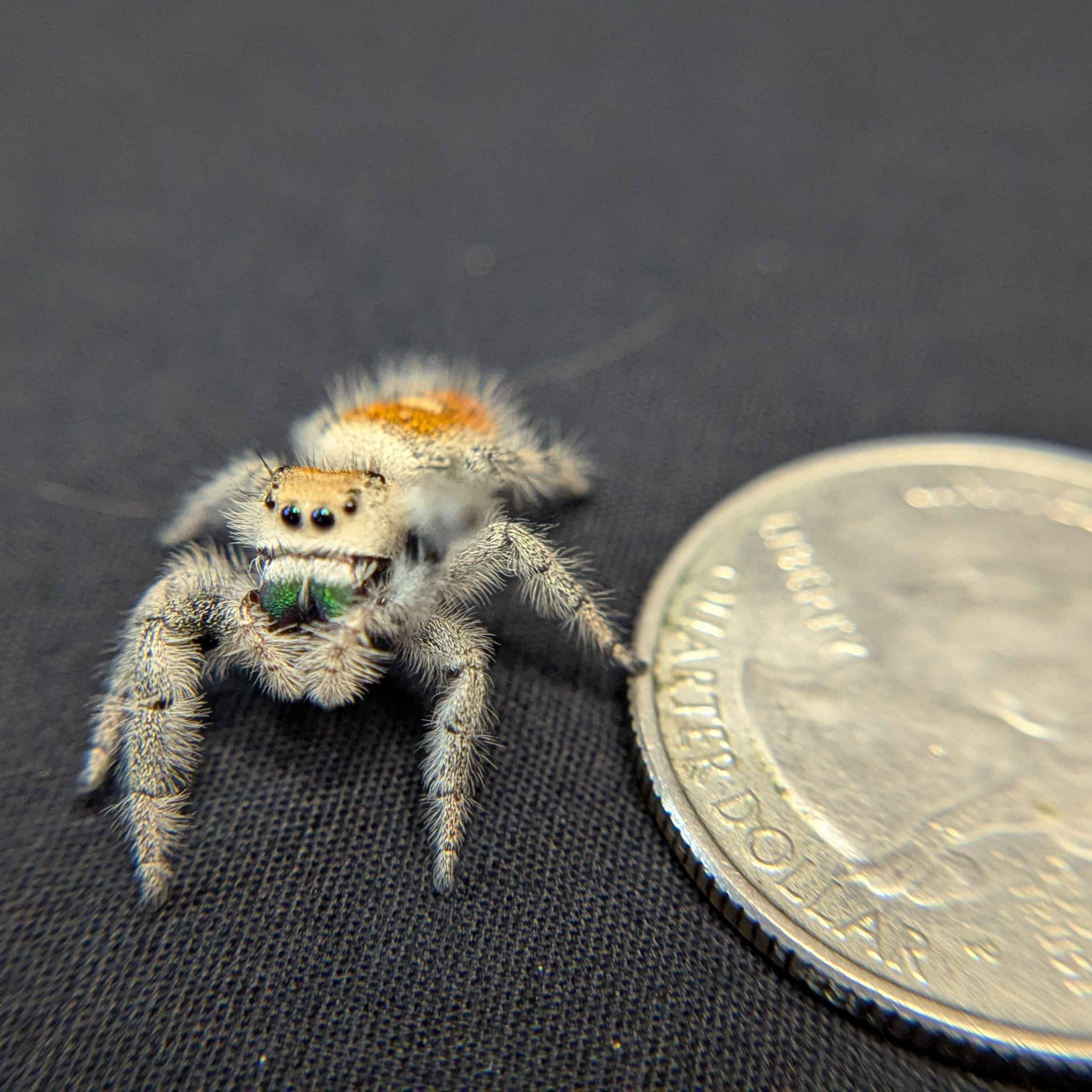 Regal Jumping Spider "Guacamole"