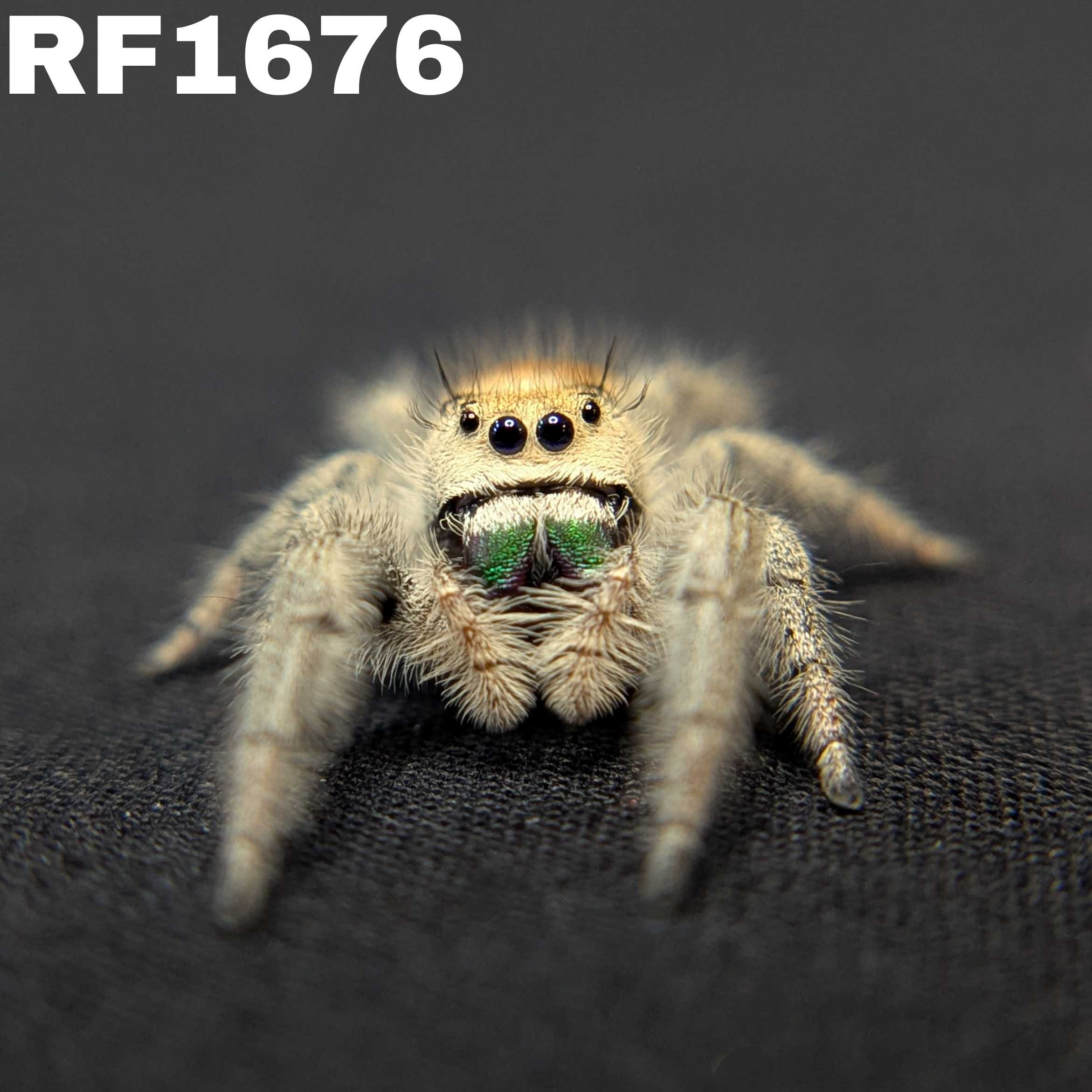Regal Jumping Spider "Guacamole"