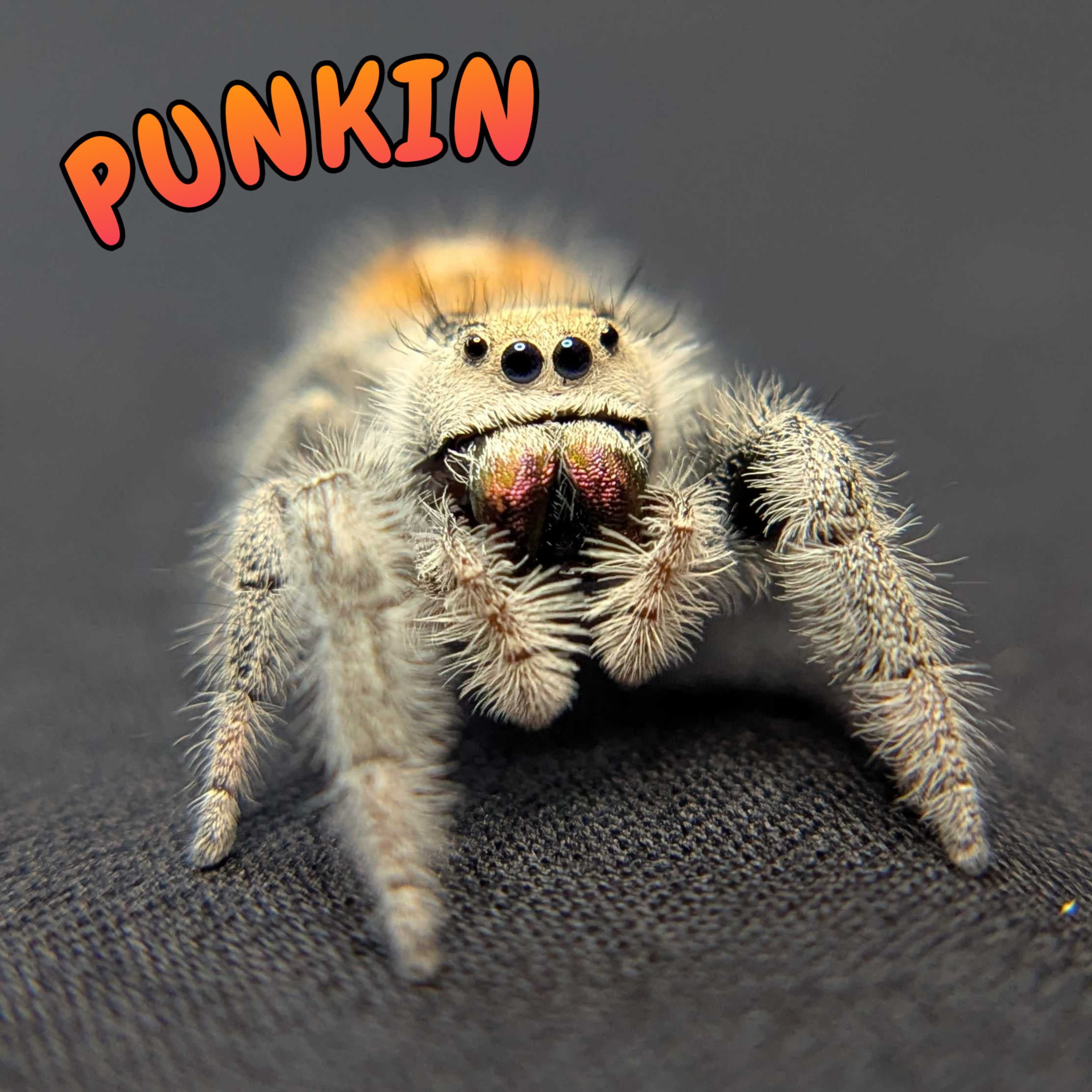 Regal Jumping Spider "Punkin"