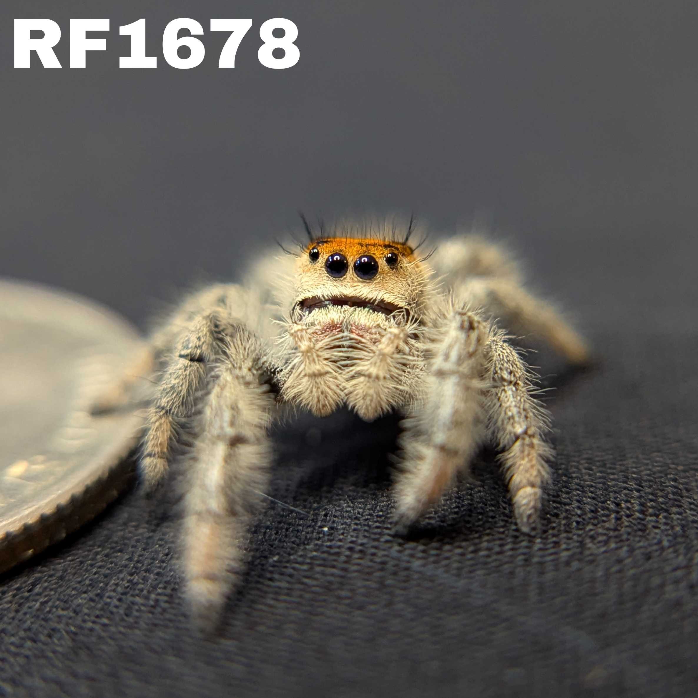 Regal Jumping Spider "Artemis"