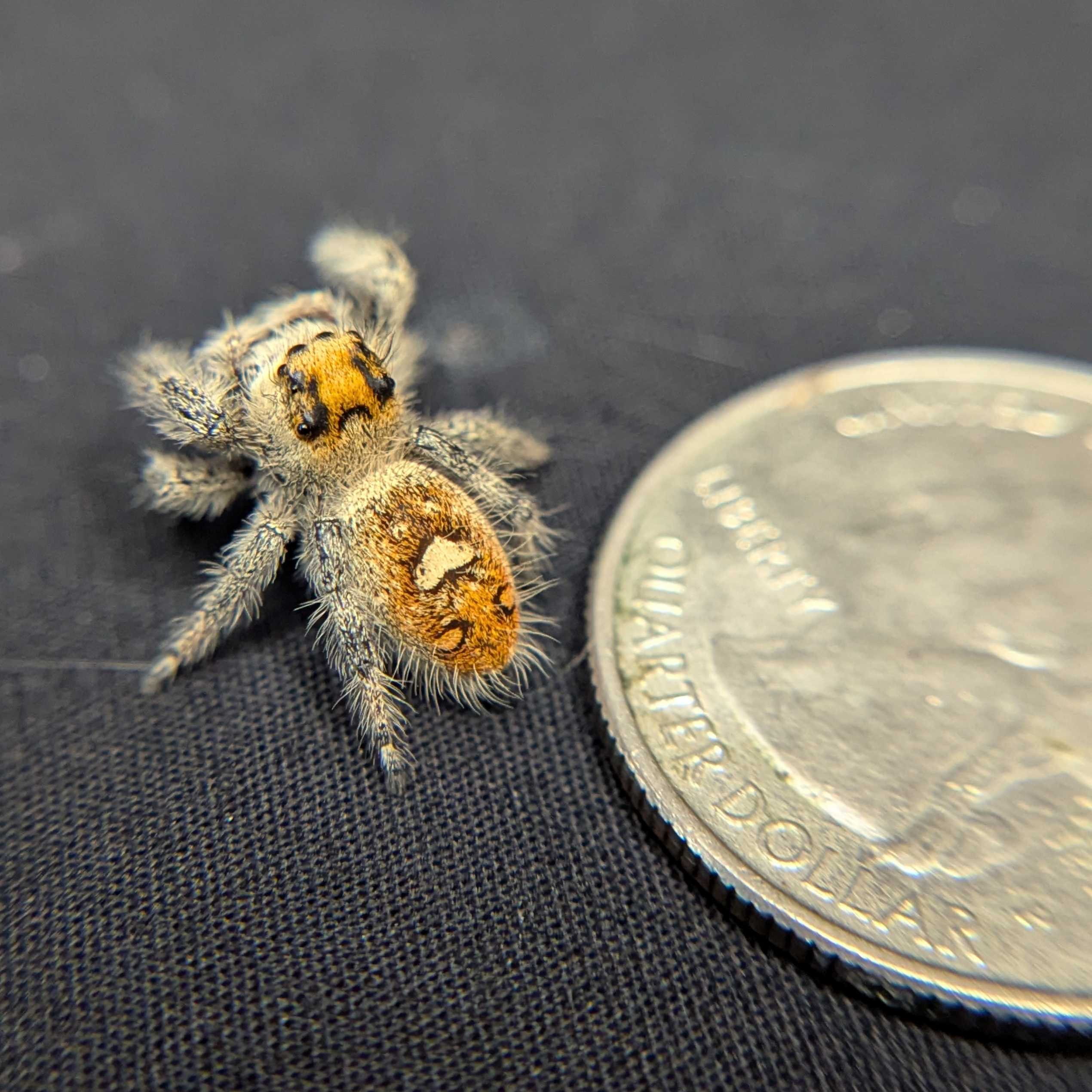 Regal Jumping Spider "Violet"