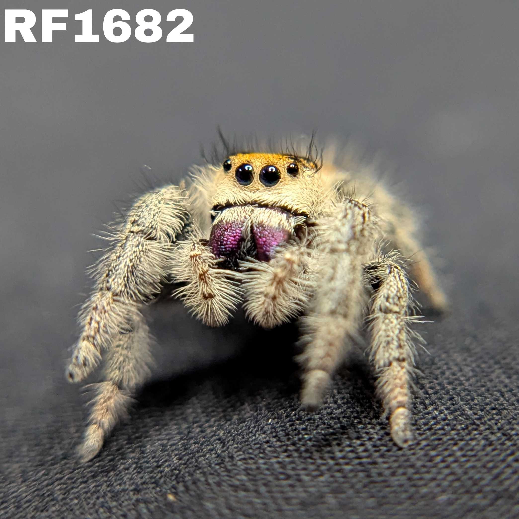 Regal Jumping Spider "Violet"