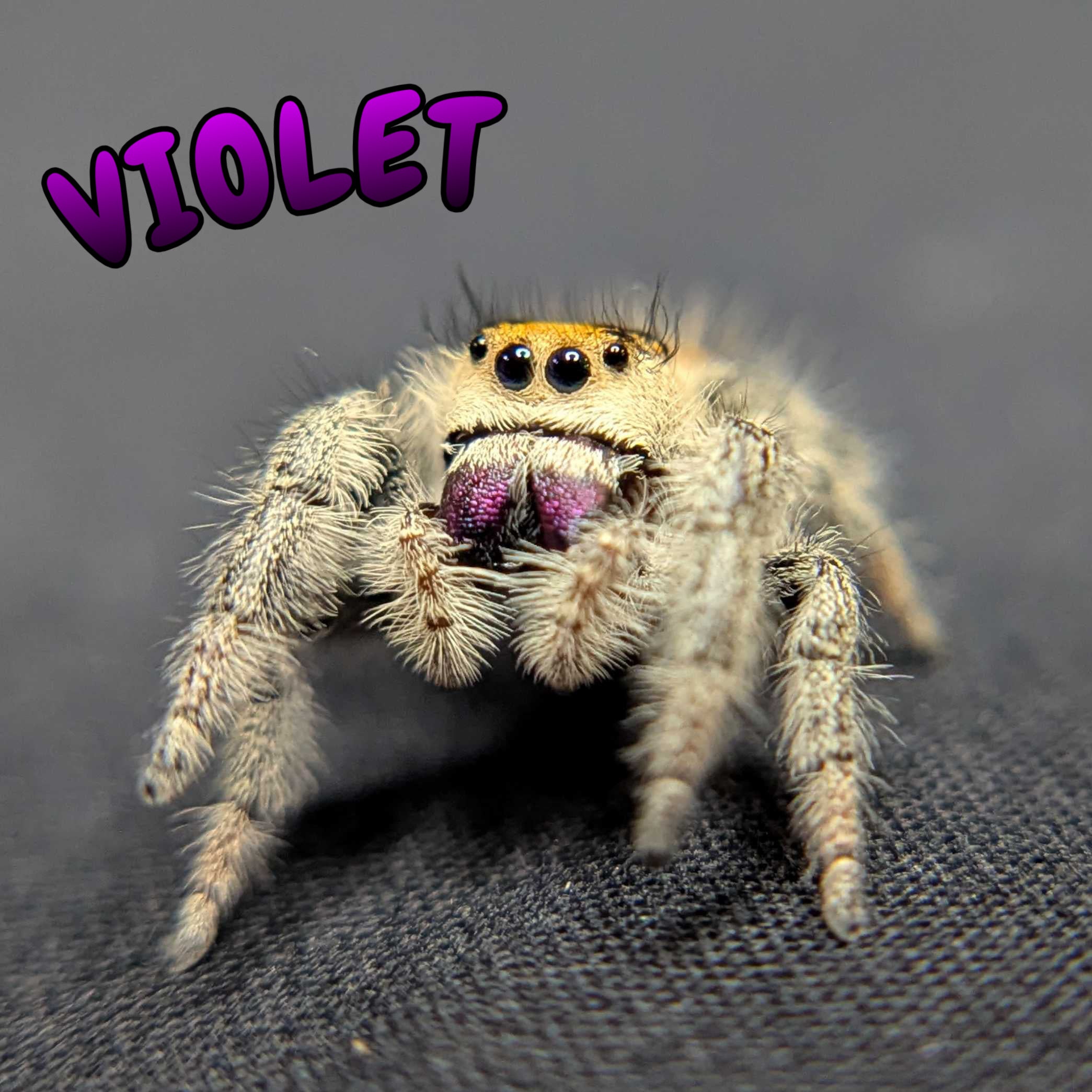 Regal Jumping Spider "Violet"