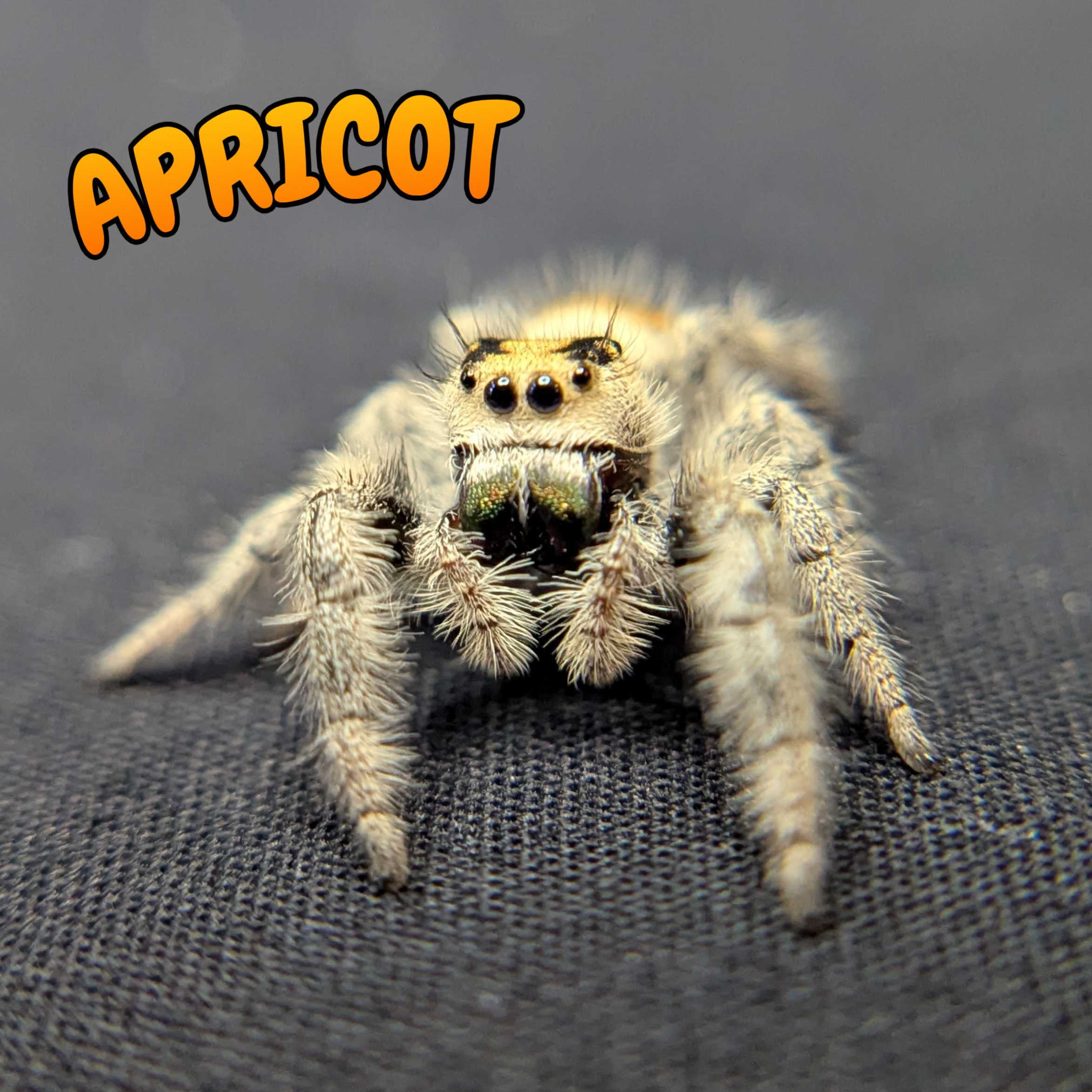 Regal Jumping Spider “Apricot”