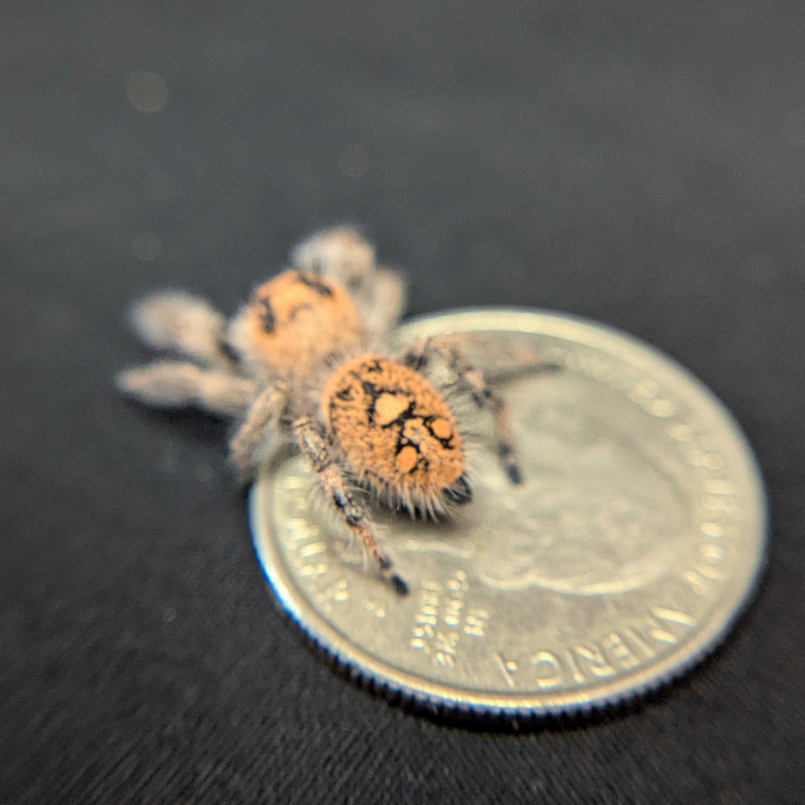 Regal Jumping Spider "Marley"