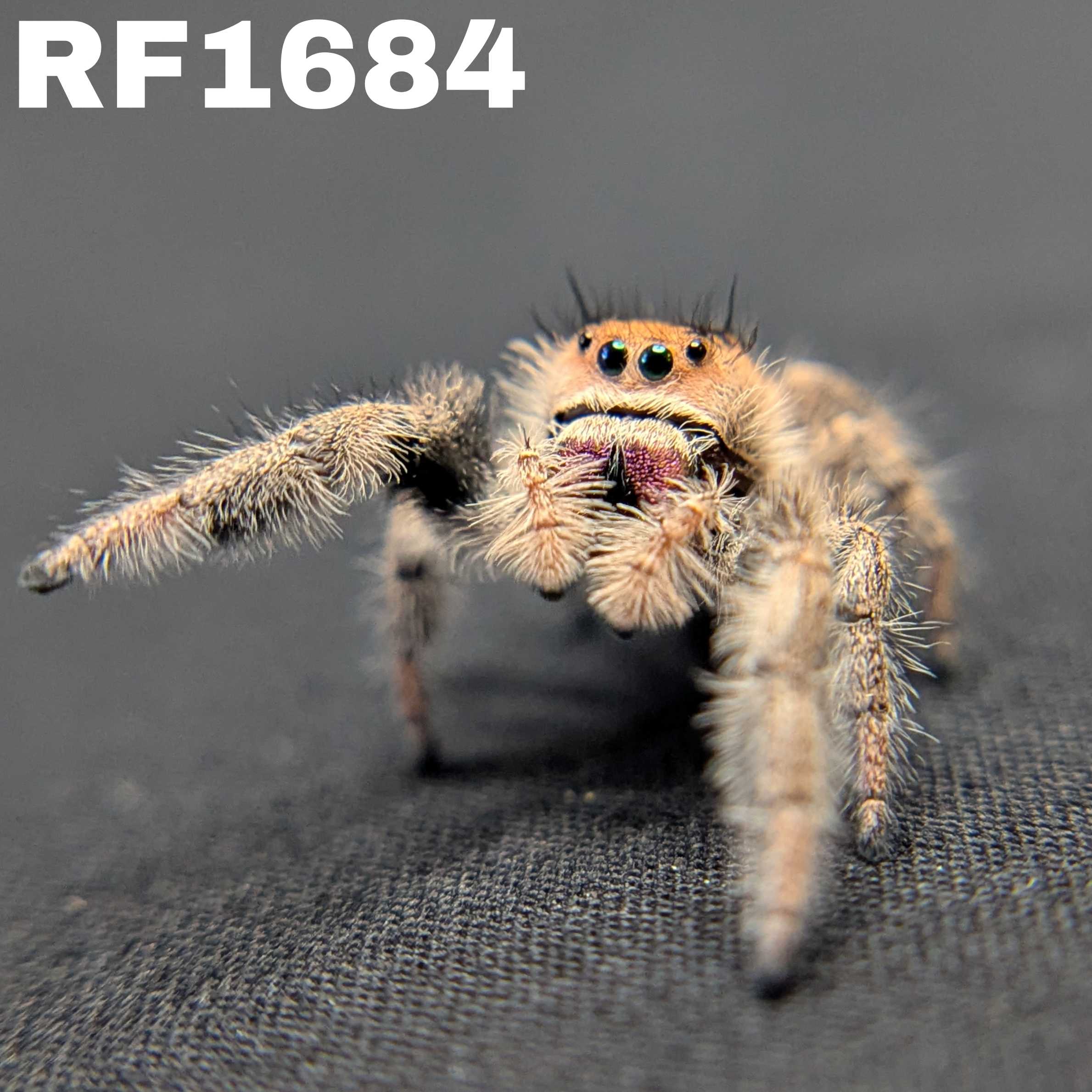 Regal Jumping Spider "Marley"