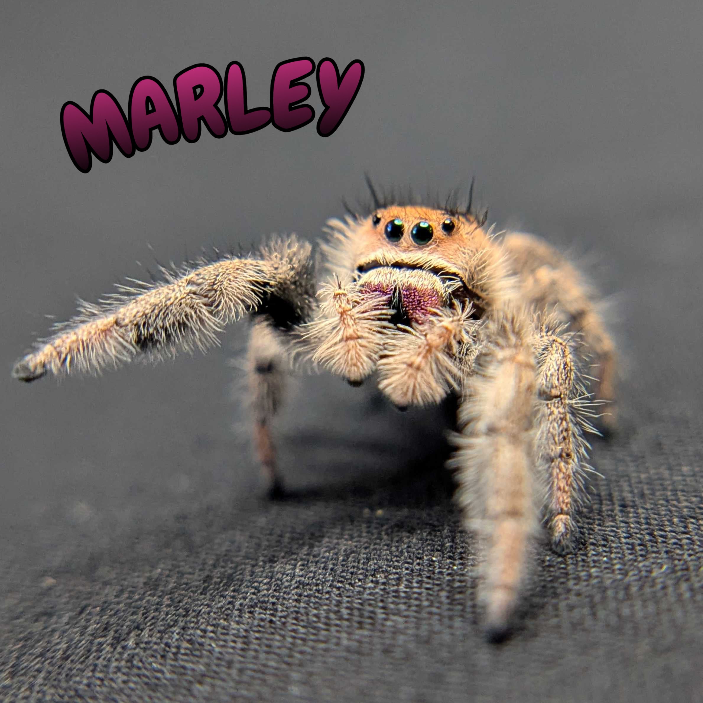 Regal Jumping Spider "Marley"