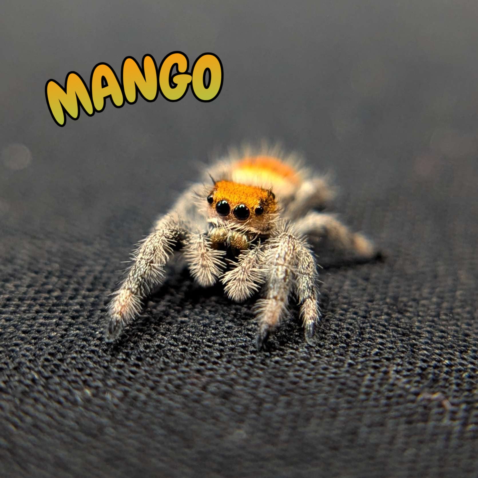 Regal Jumping Spider "Mango"