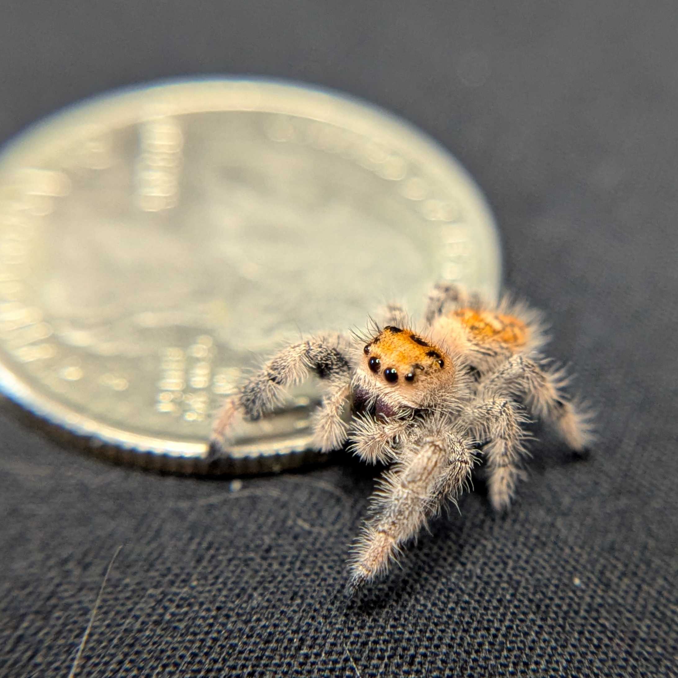 Regal Jumping Spider "Pancake"