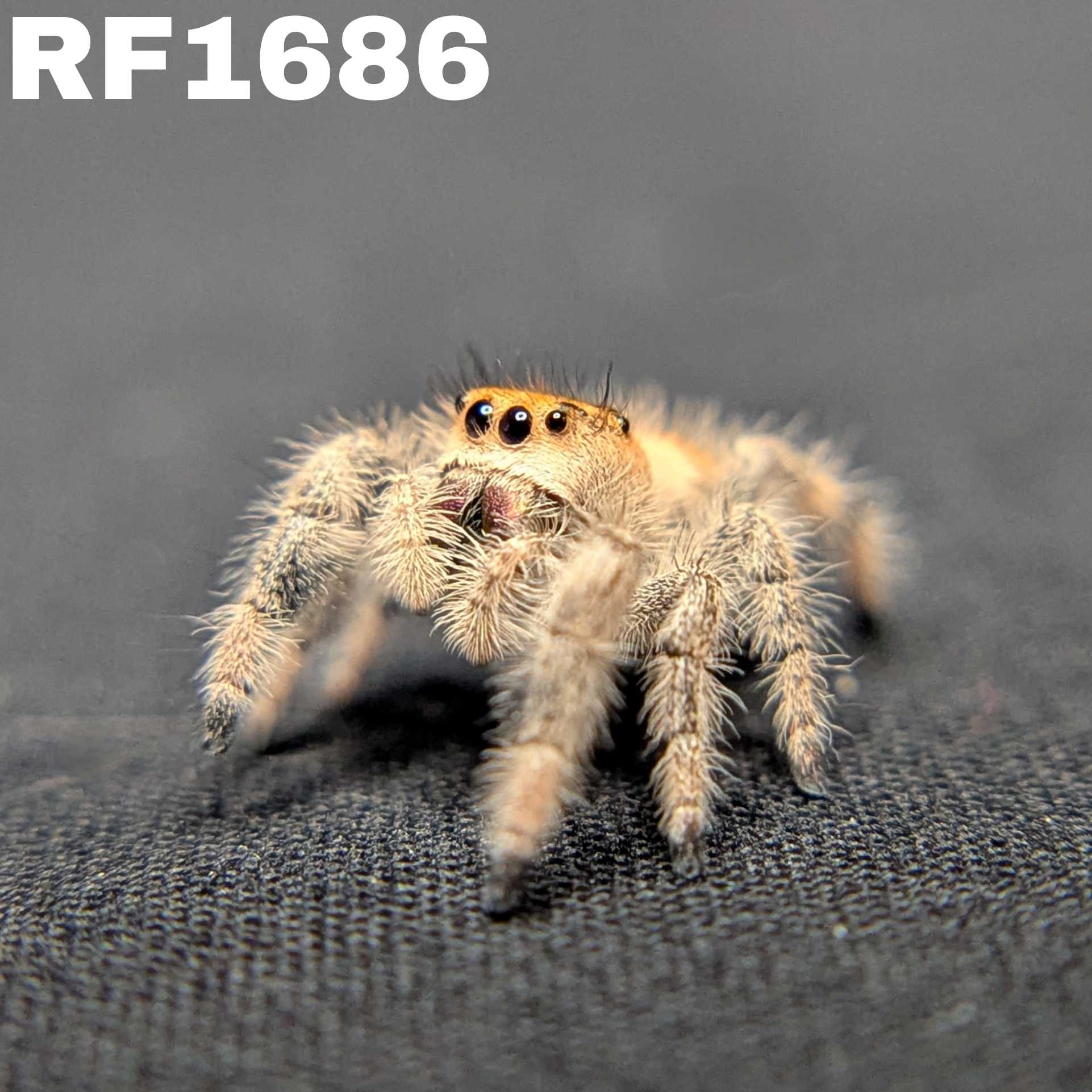 Regal Jumping Spider "Pancake"