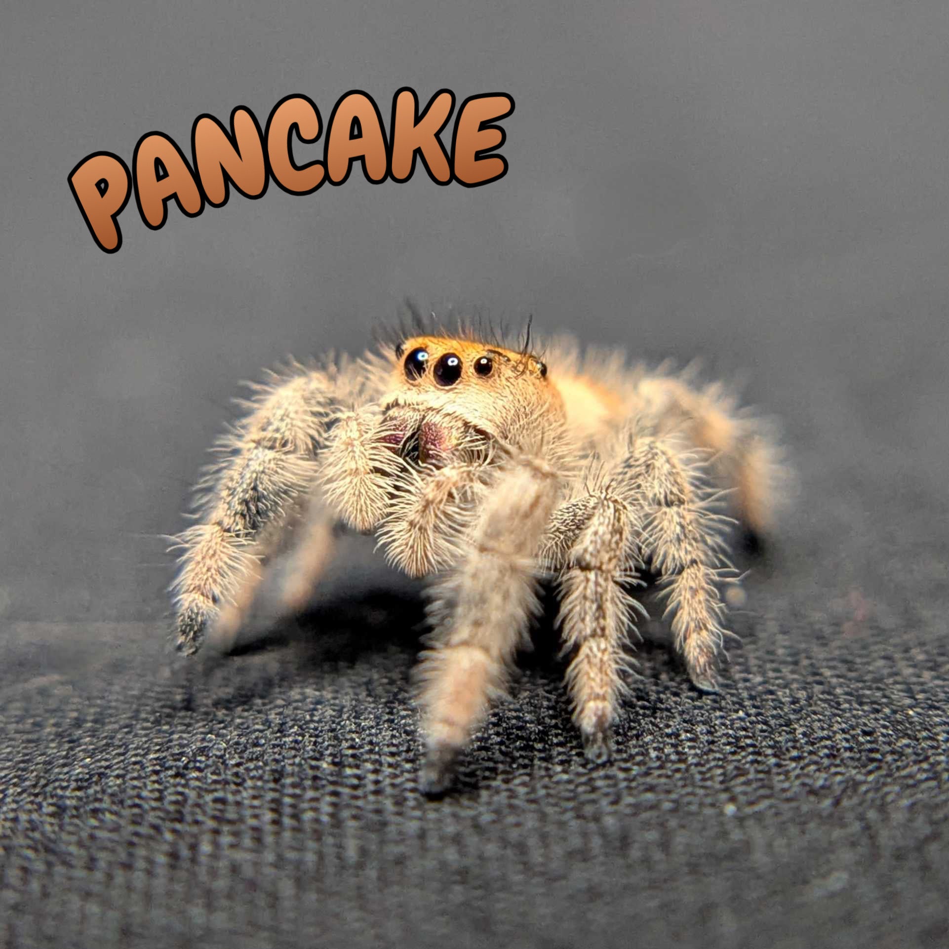 Regal Jumping Spider "Pancake"