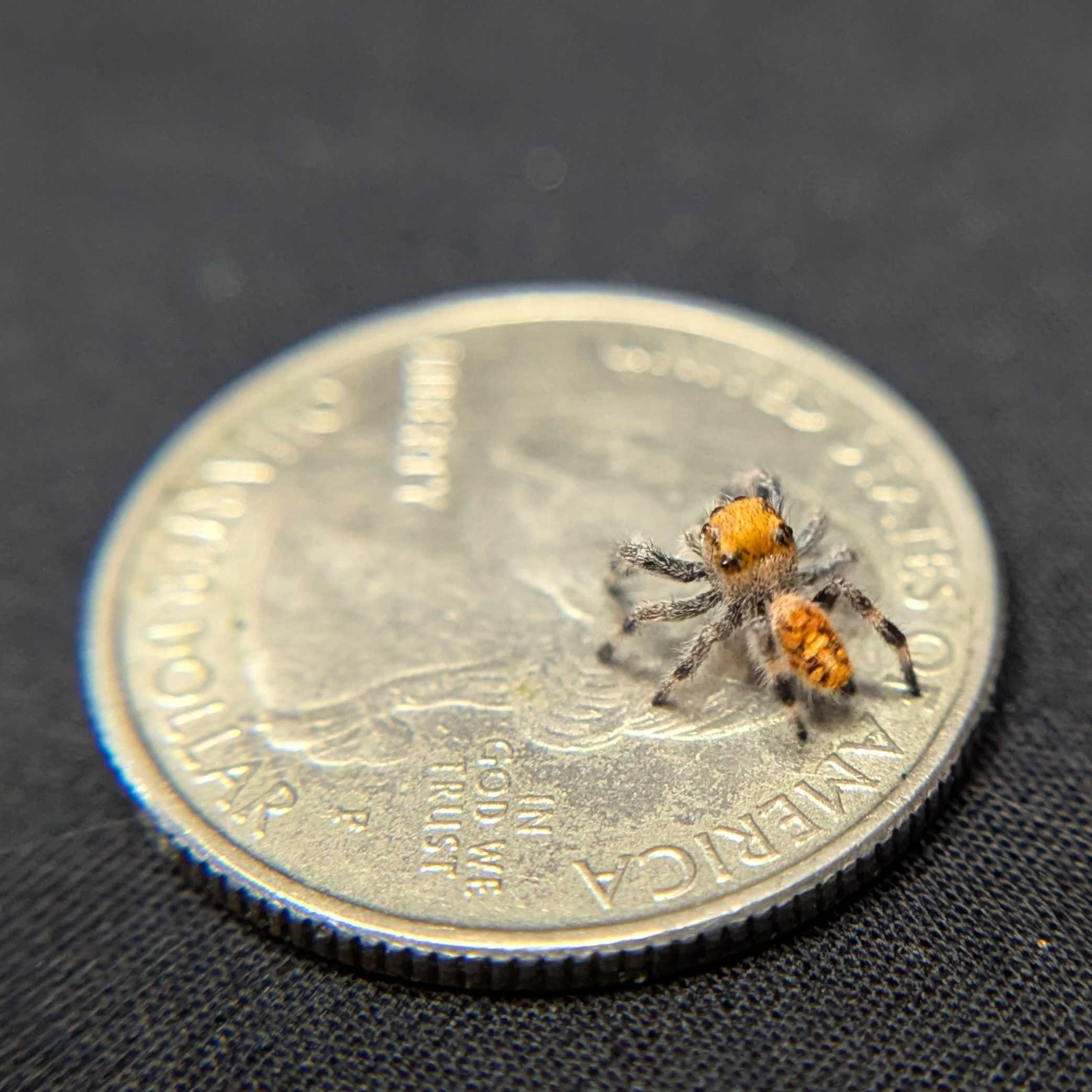 Regal Jumping Spider "Pink Lemonade"
