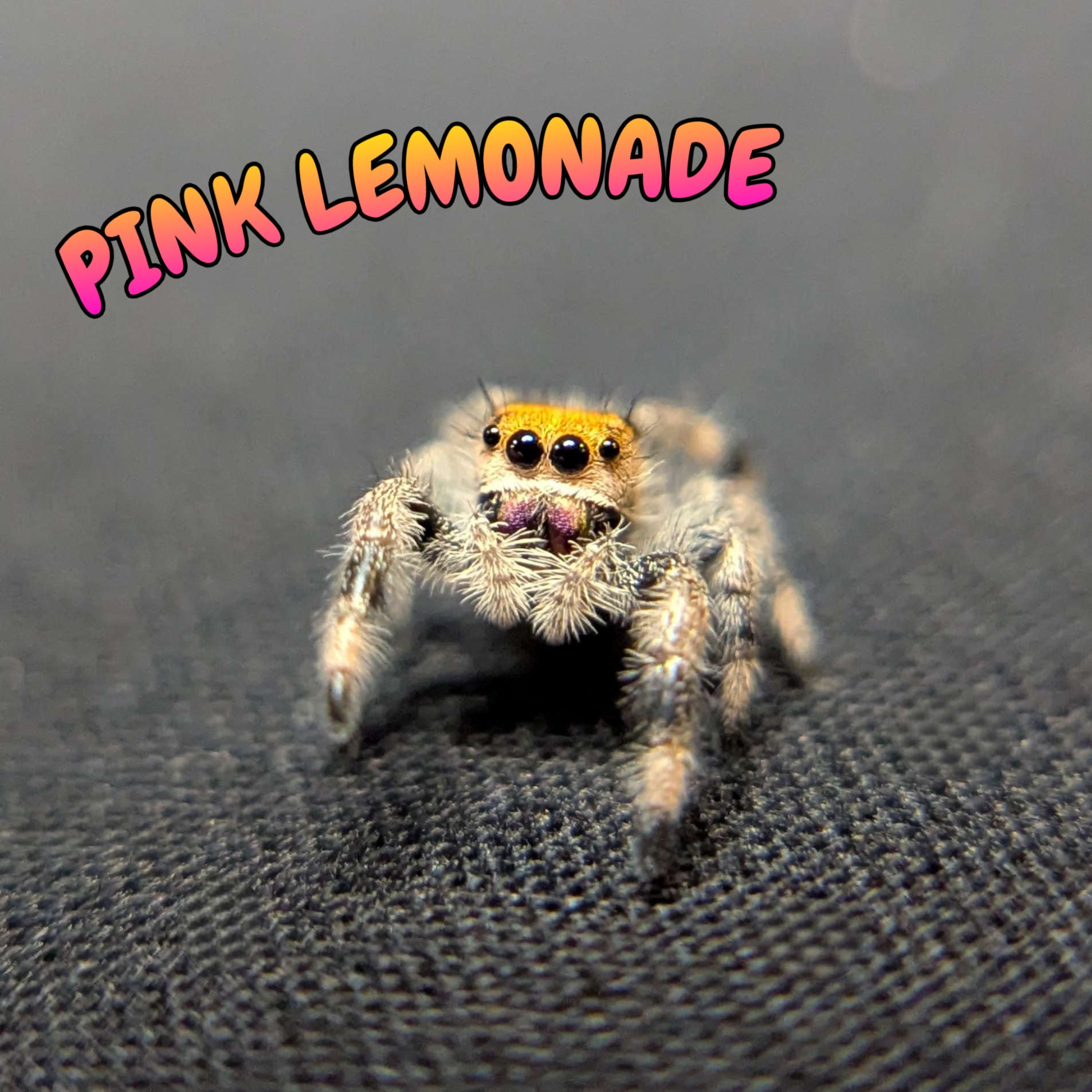 Regal Jumping Spider "Pink Lemonade"