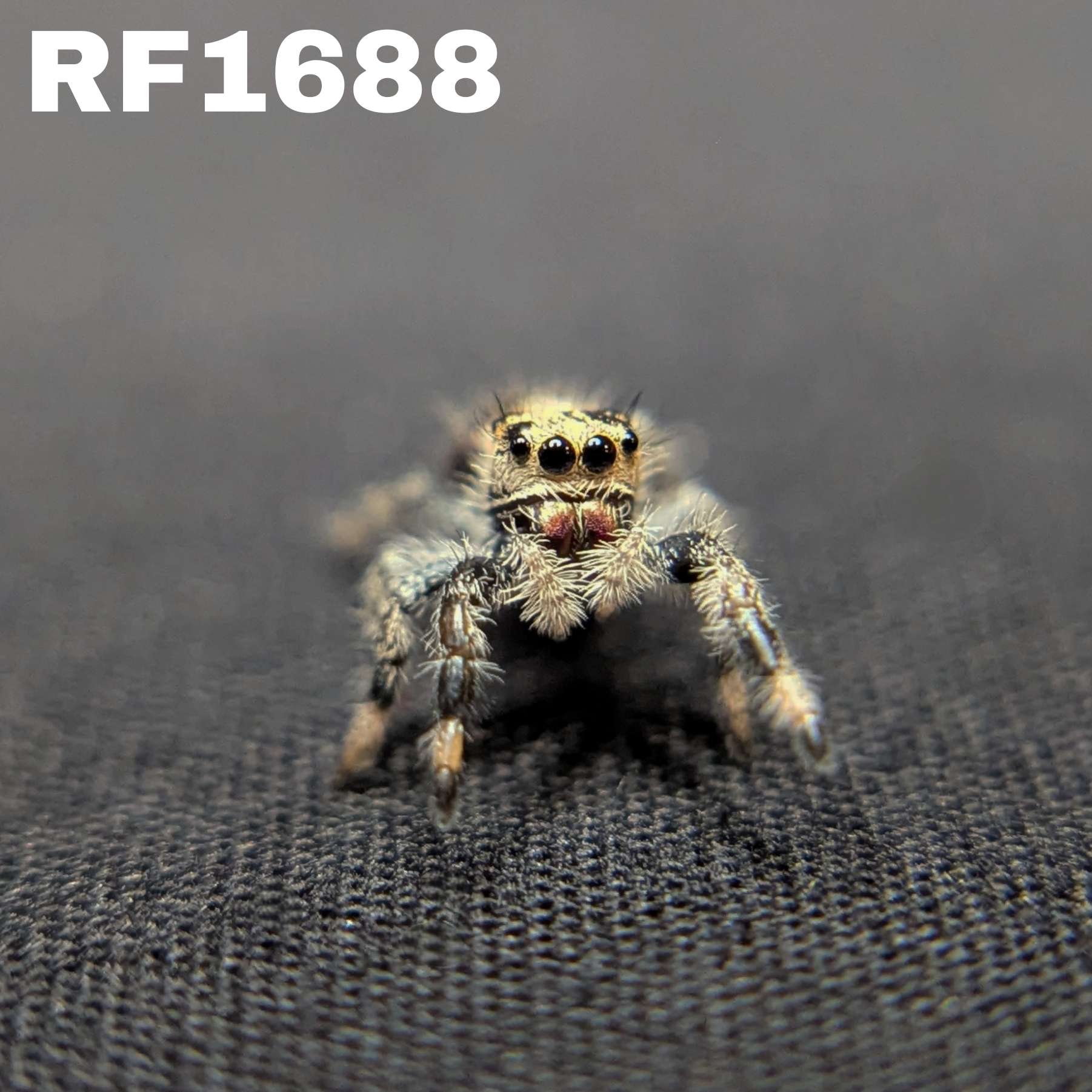 Regal Jumping Spider “Shortcake”