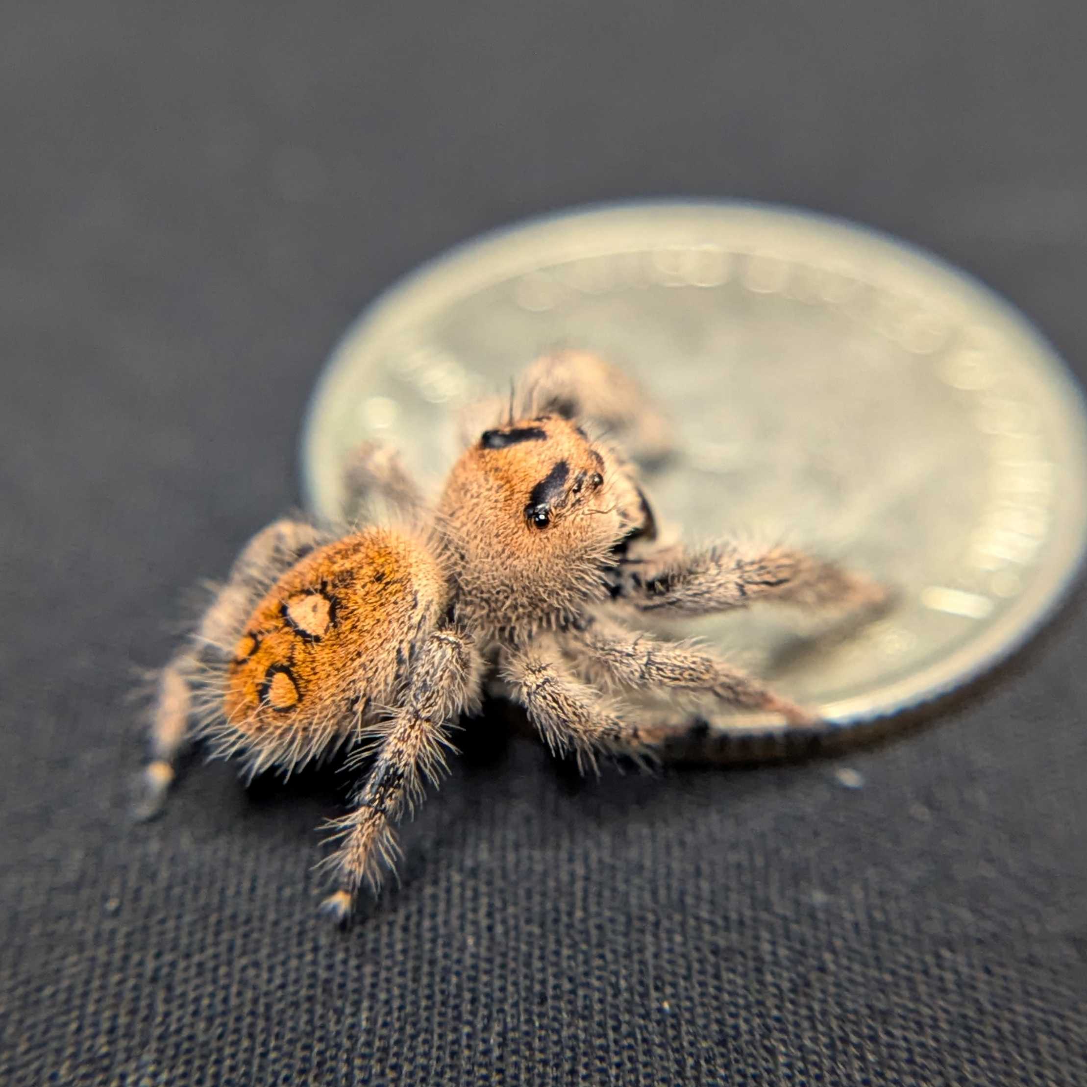 Regal Jumping Spider "Mandarin"