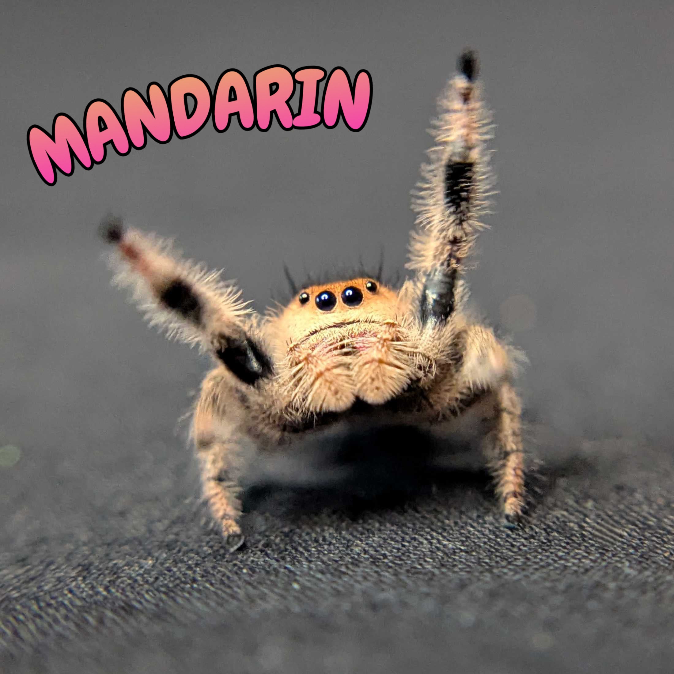 Regal Jumping Spider "Mandarin"