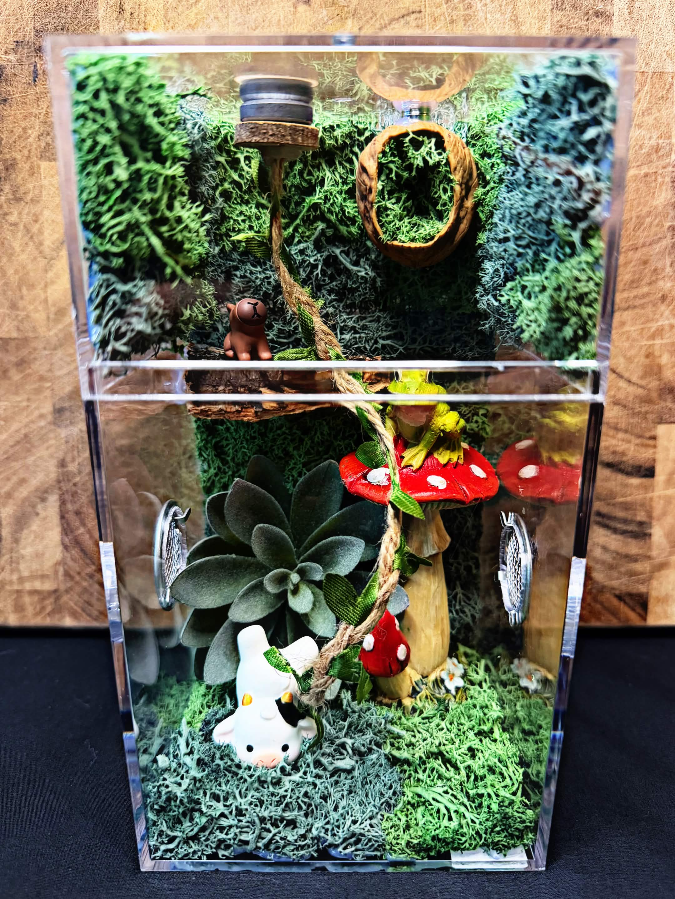 Custom Jumping Spider Enclosure