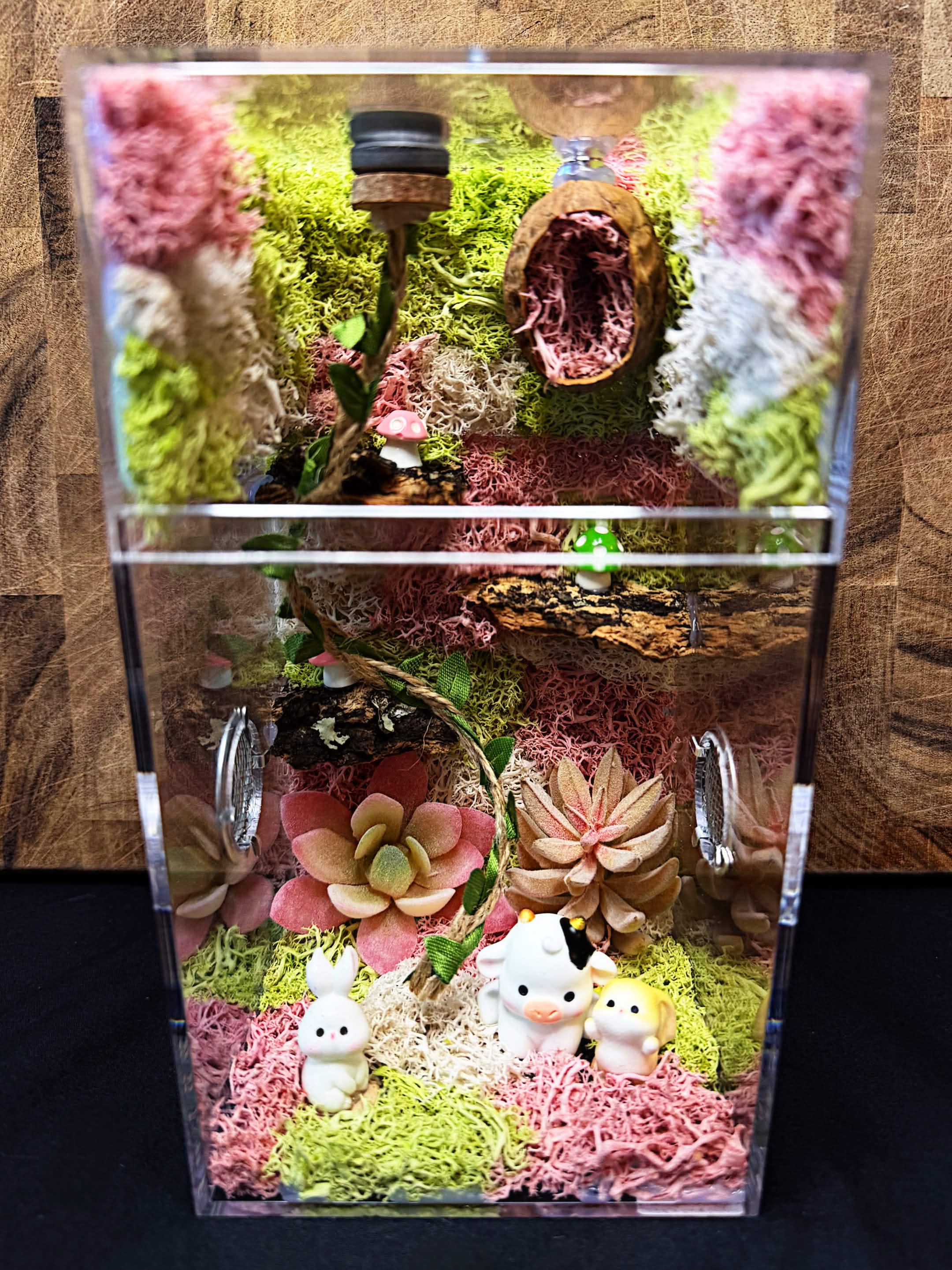 Custom Jumping Spider Enclosure