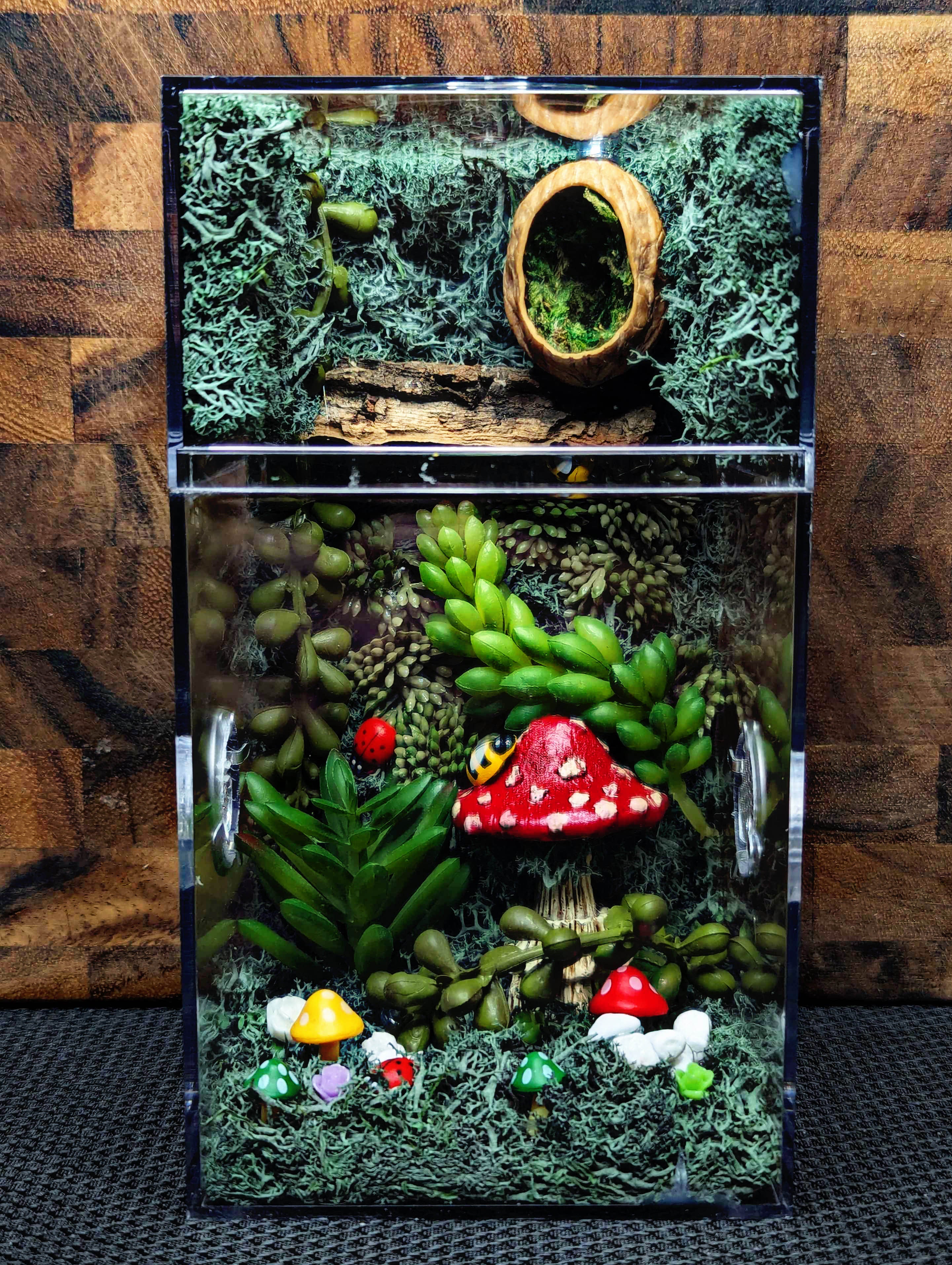 ~Fairy Lights~ Custom Jumping Spider Enclosure