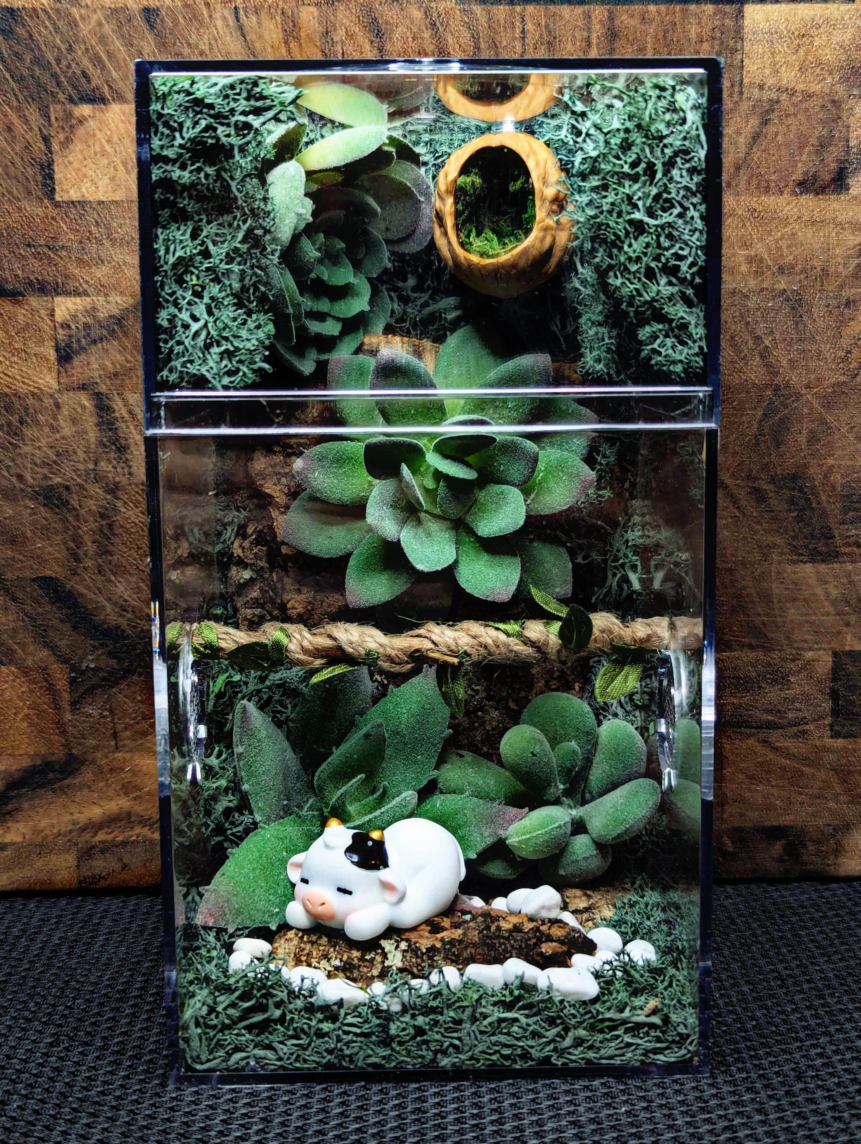 Custom Jumping Spider Enclosure