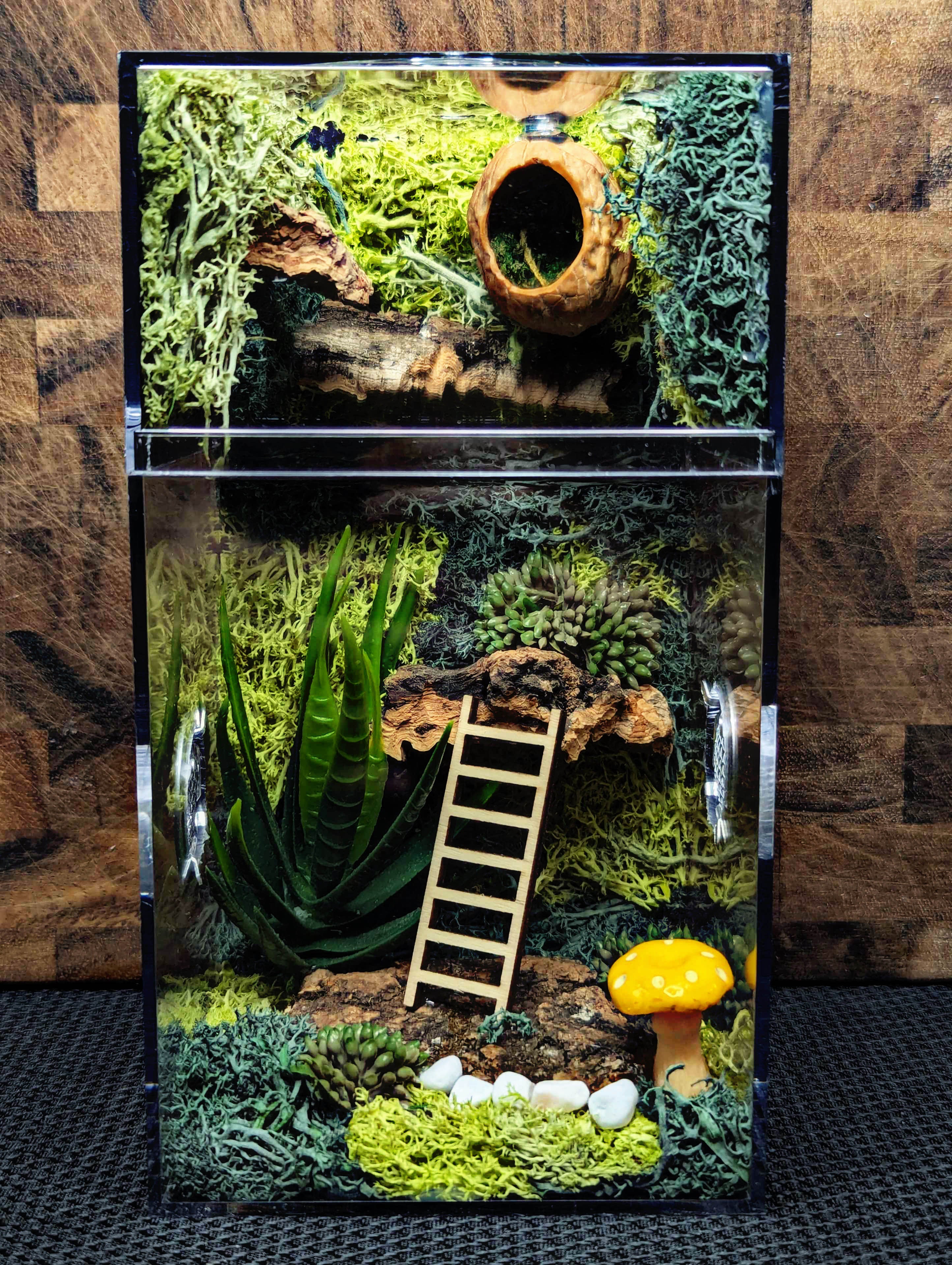 Custom Jumping Spider Enclosure