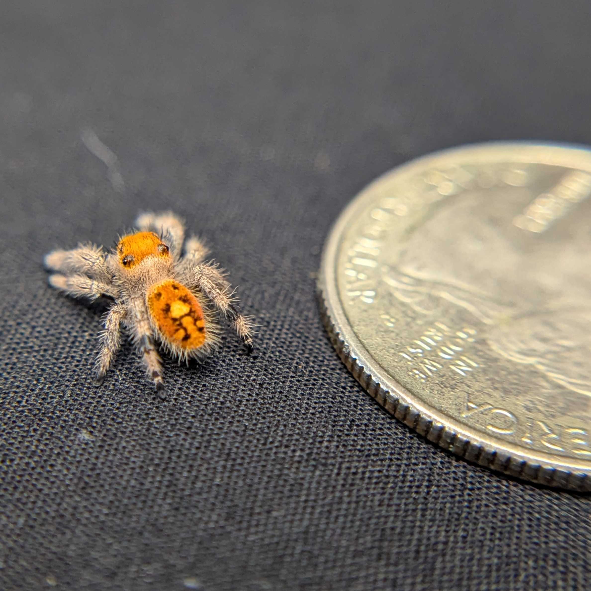 Regal Jumping Spider “Dijon”